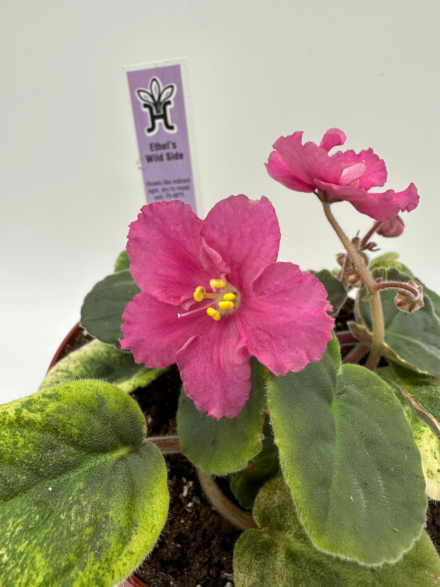 Ethel's Wild Side - Live African Violet 6"