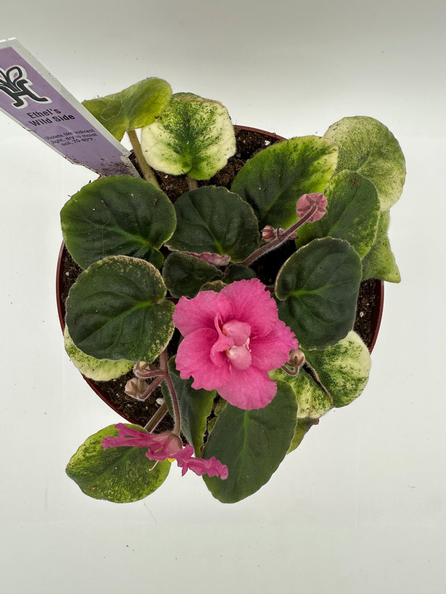 Ethel's Wild Side - Live African Violet 6"