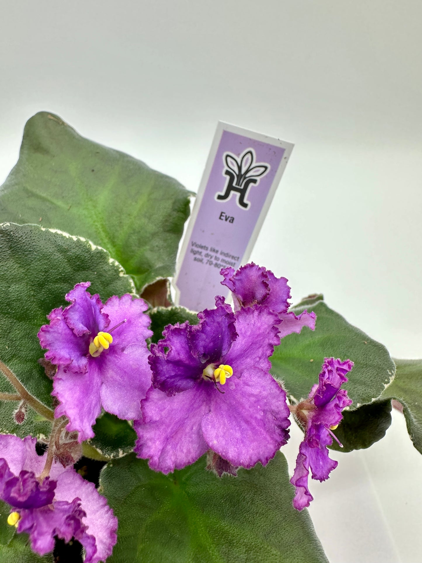 Eva - Live African Violet 4"