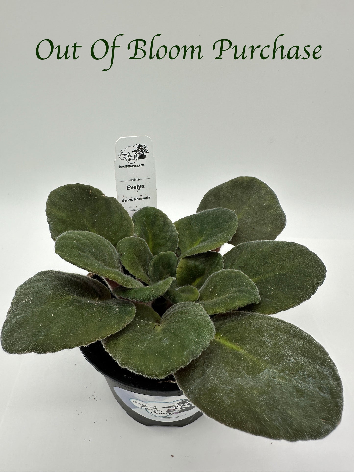 Evelyn - Live African Violet 4" - Series: Rhapsodie