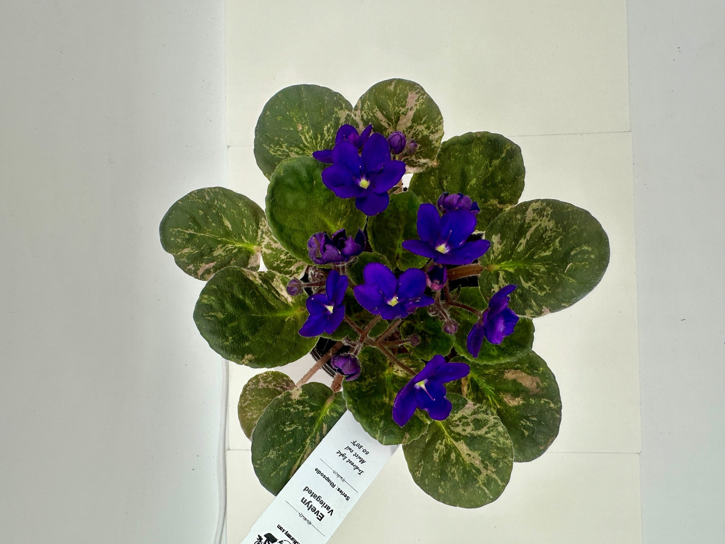 Evelyn - Variegated (Rare) - Live African Violet 4" - Series: Rhapsodie
