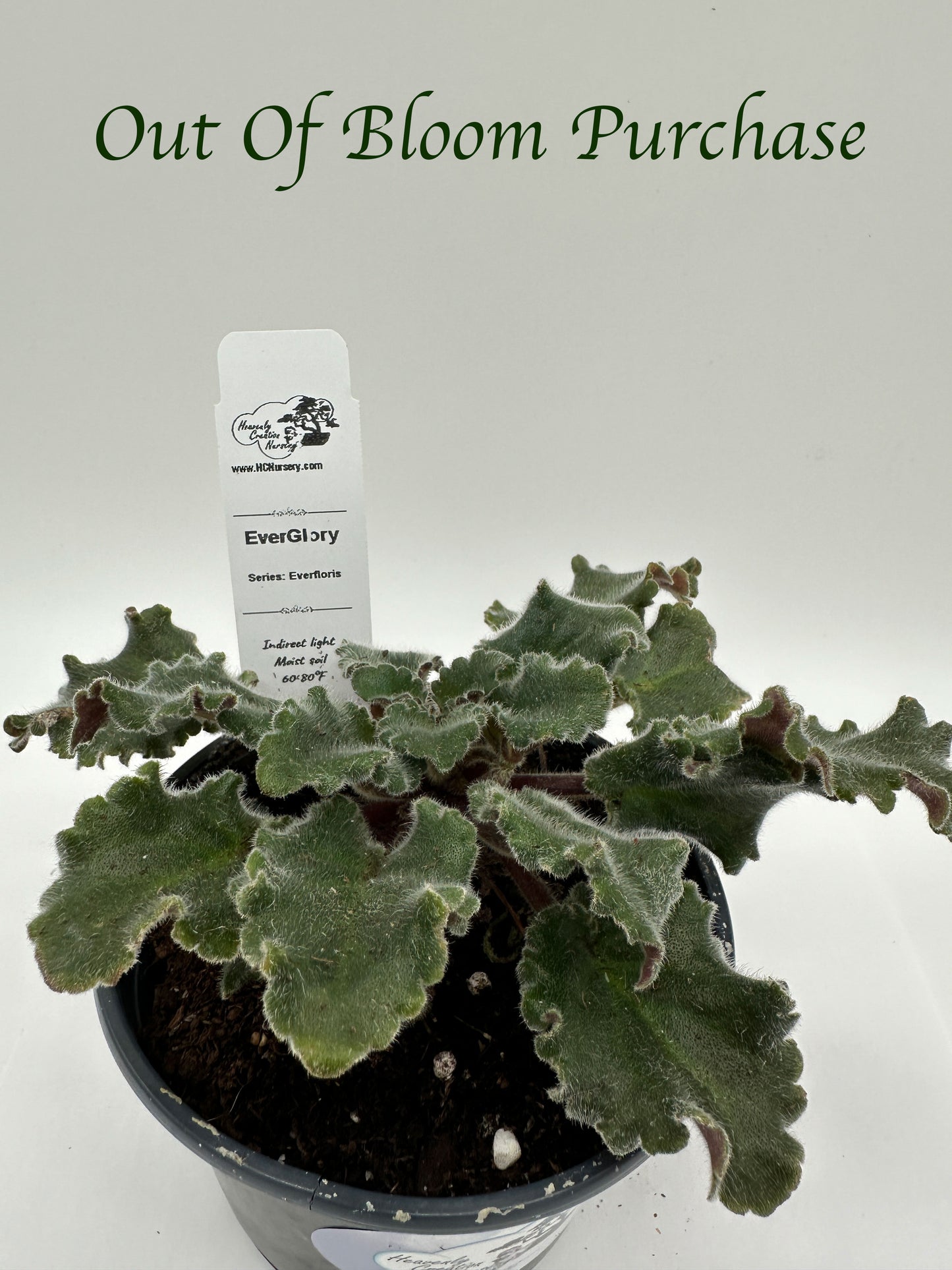 EverGlory - Live African Violet 4" - Series: Everfloris
