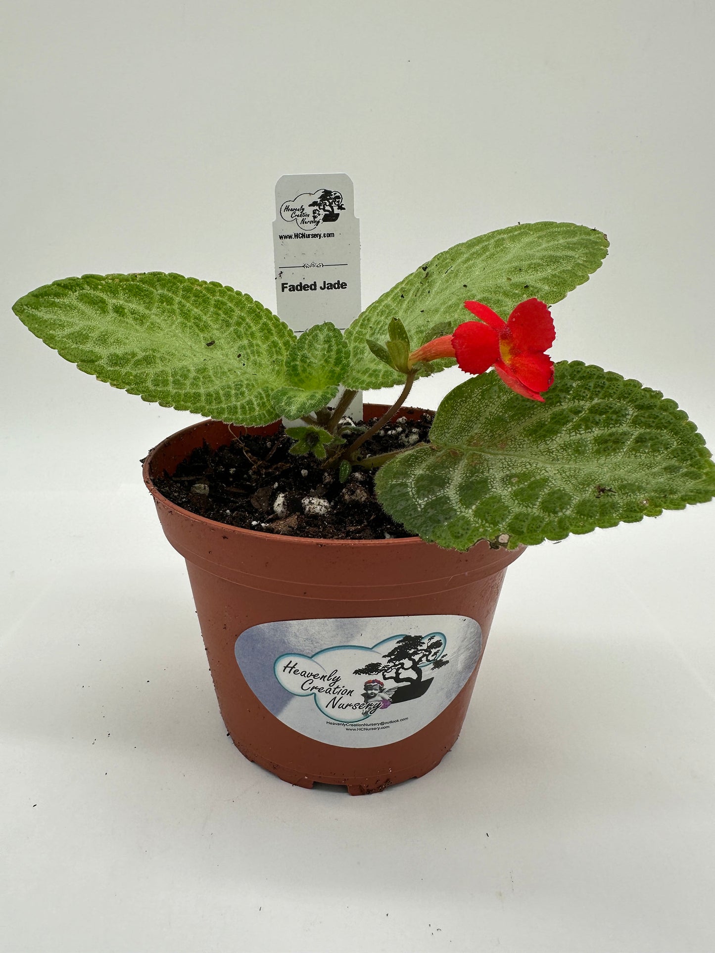 Faded Jade - Live Episcia 4"
