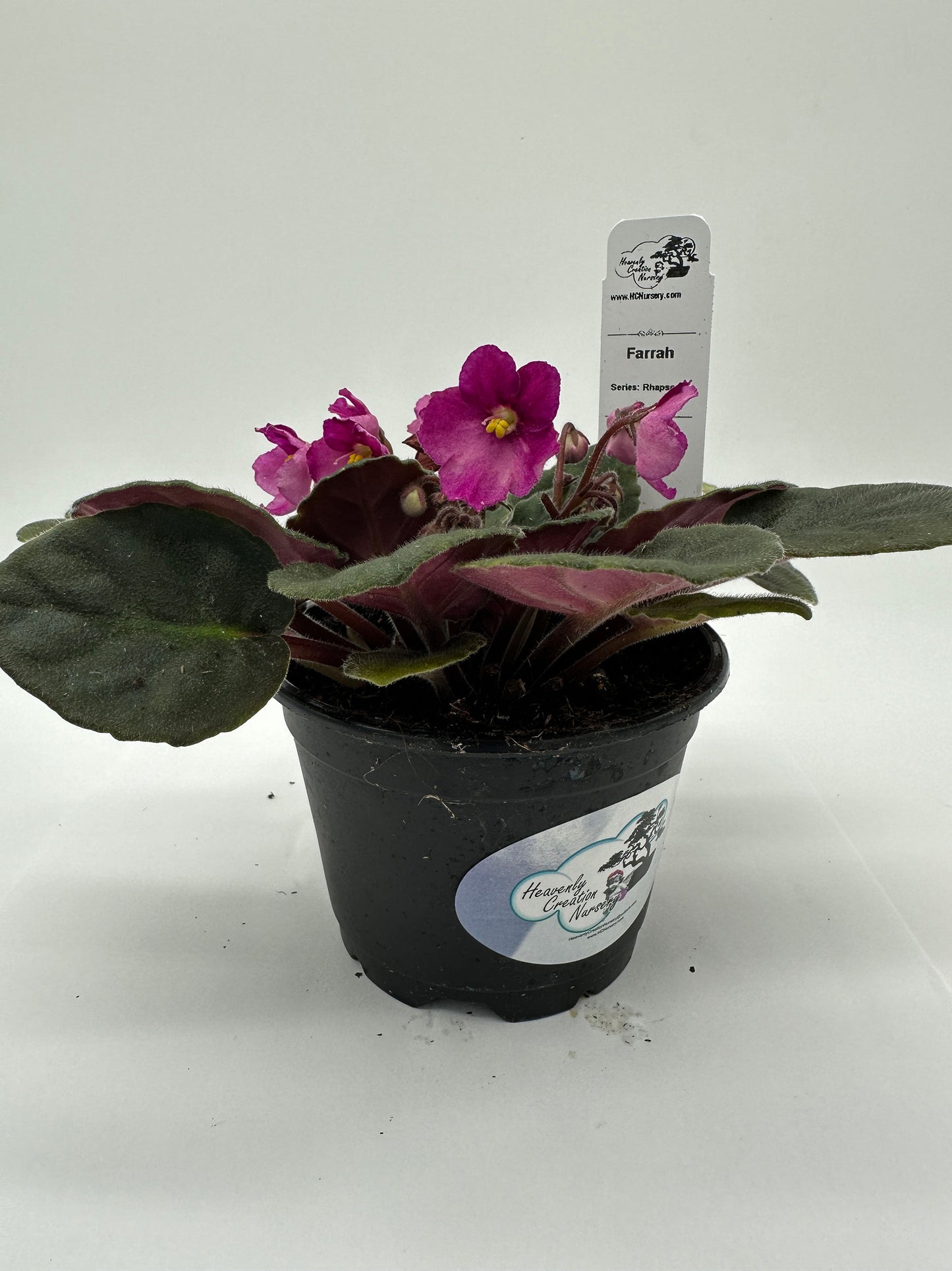 Farrah - Live African Violet 4" - Series: Rhapsodie