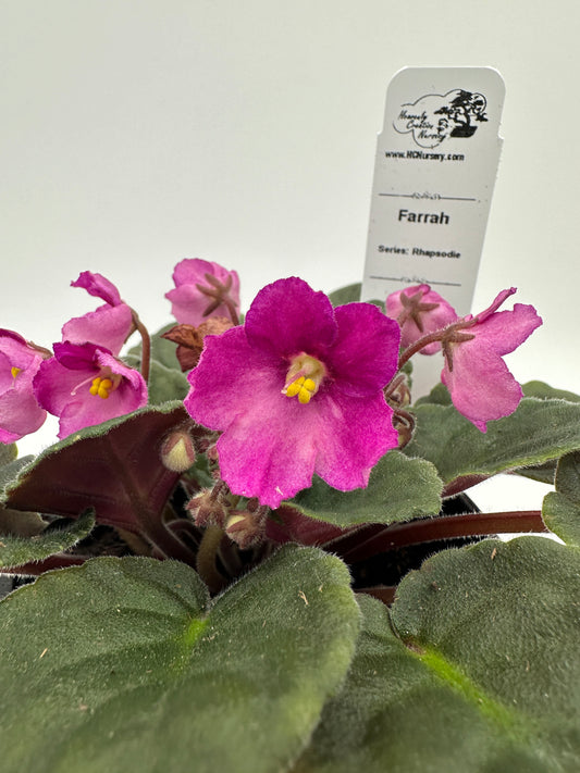 Farrah - Live African Violet 4" - Series: Rhapsodie