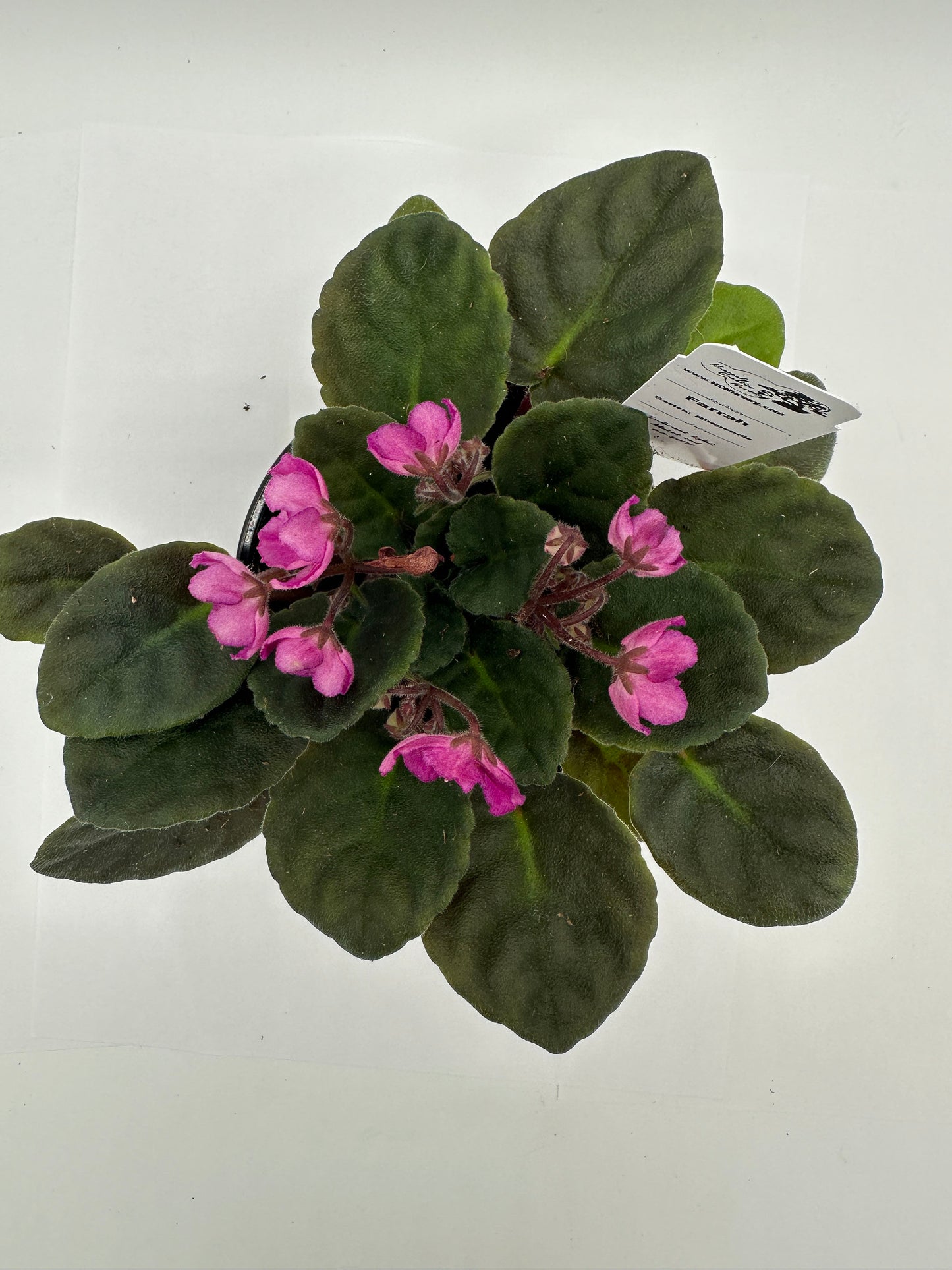 Farrah - Live African Violet 4" - Series: Rhapsodie