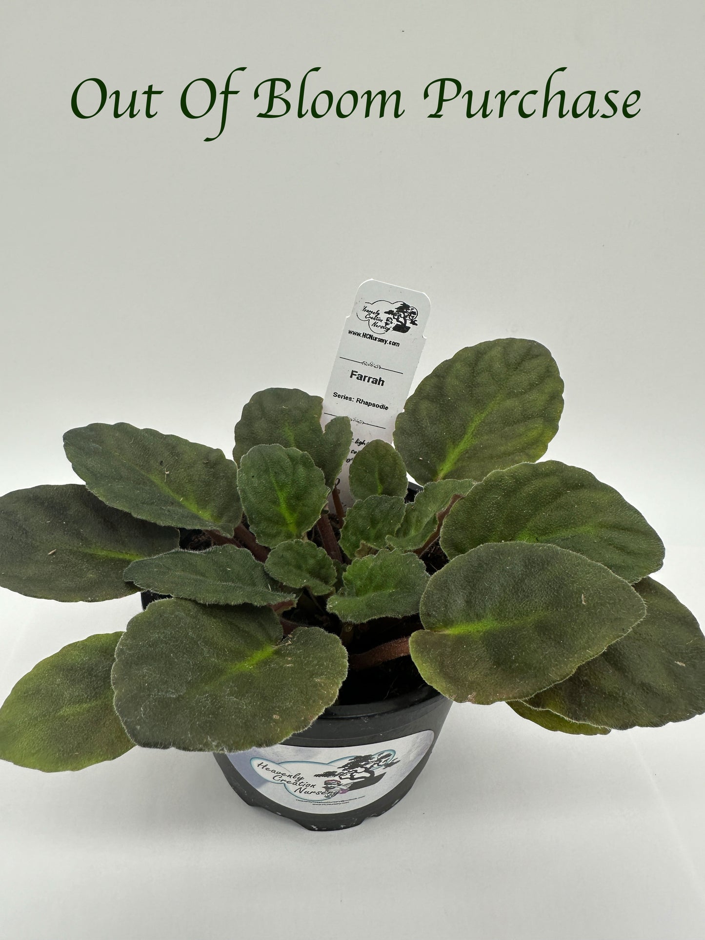 Farrah - Live African Violet 4" - Series: Rhapsodie