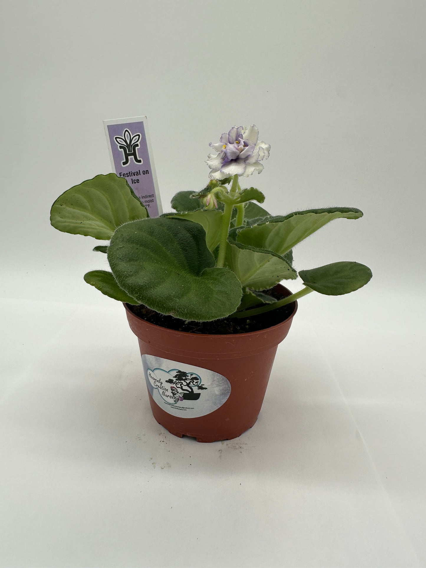 Festival On Ice - White Hybrid - Live African Violet 4"