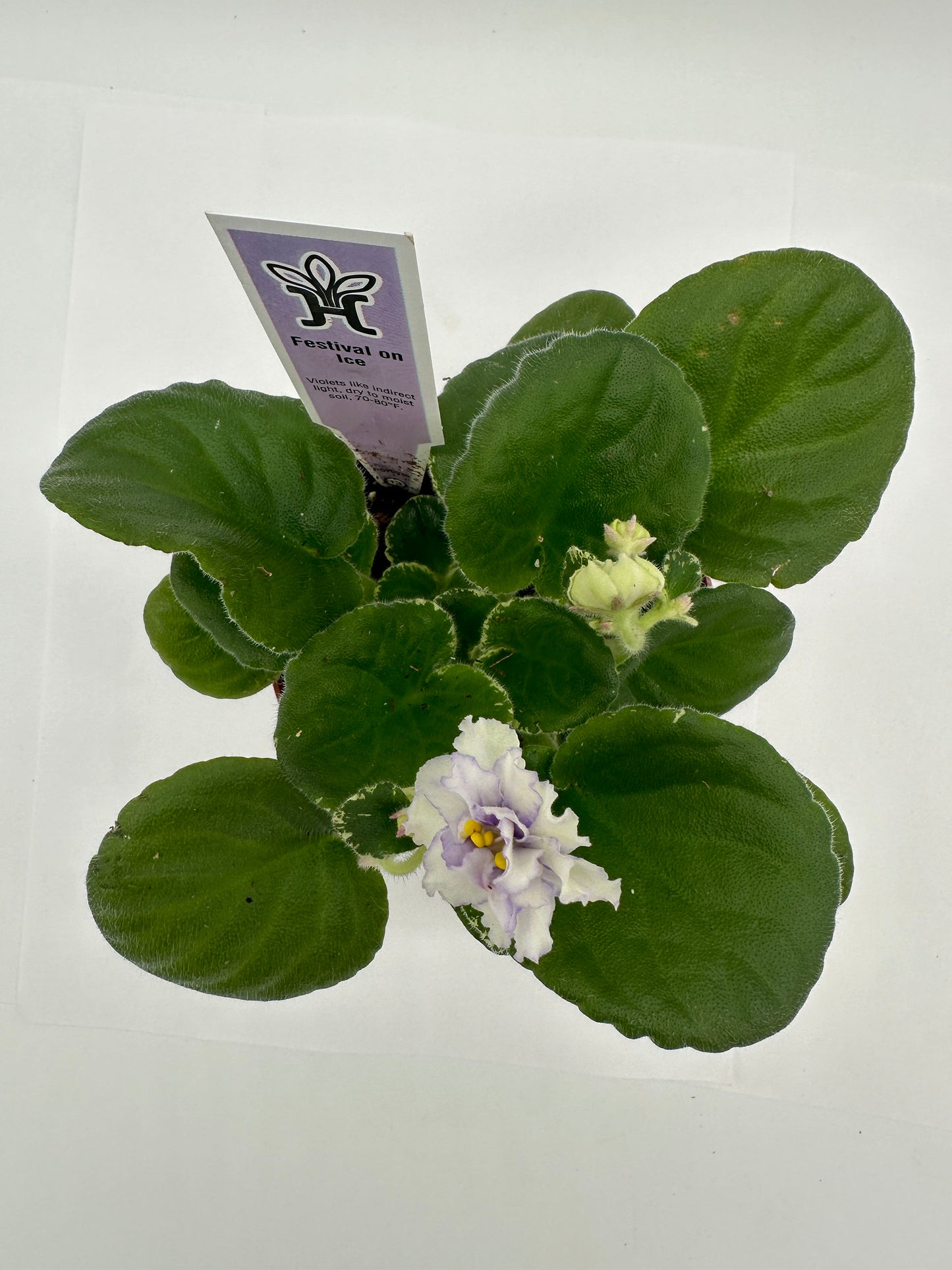 Festival On Ice - White Hybrid - Live African Violet 4"