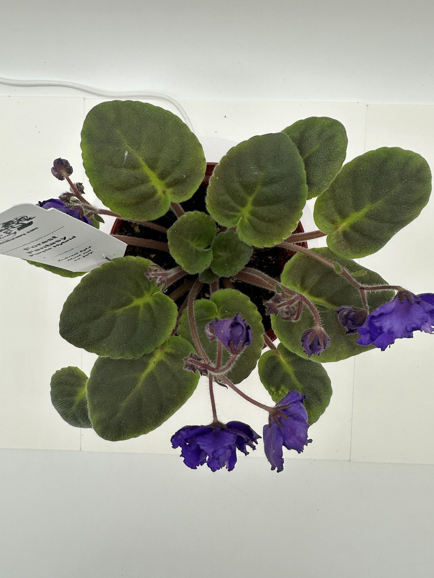 Forest Fantasy - Purple Hybrid - Live African Violet 4"