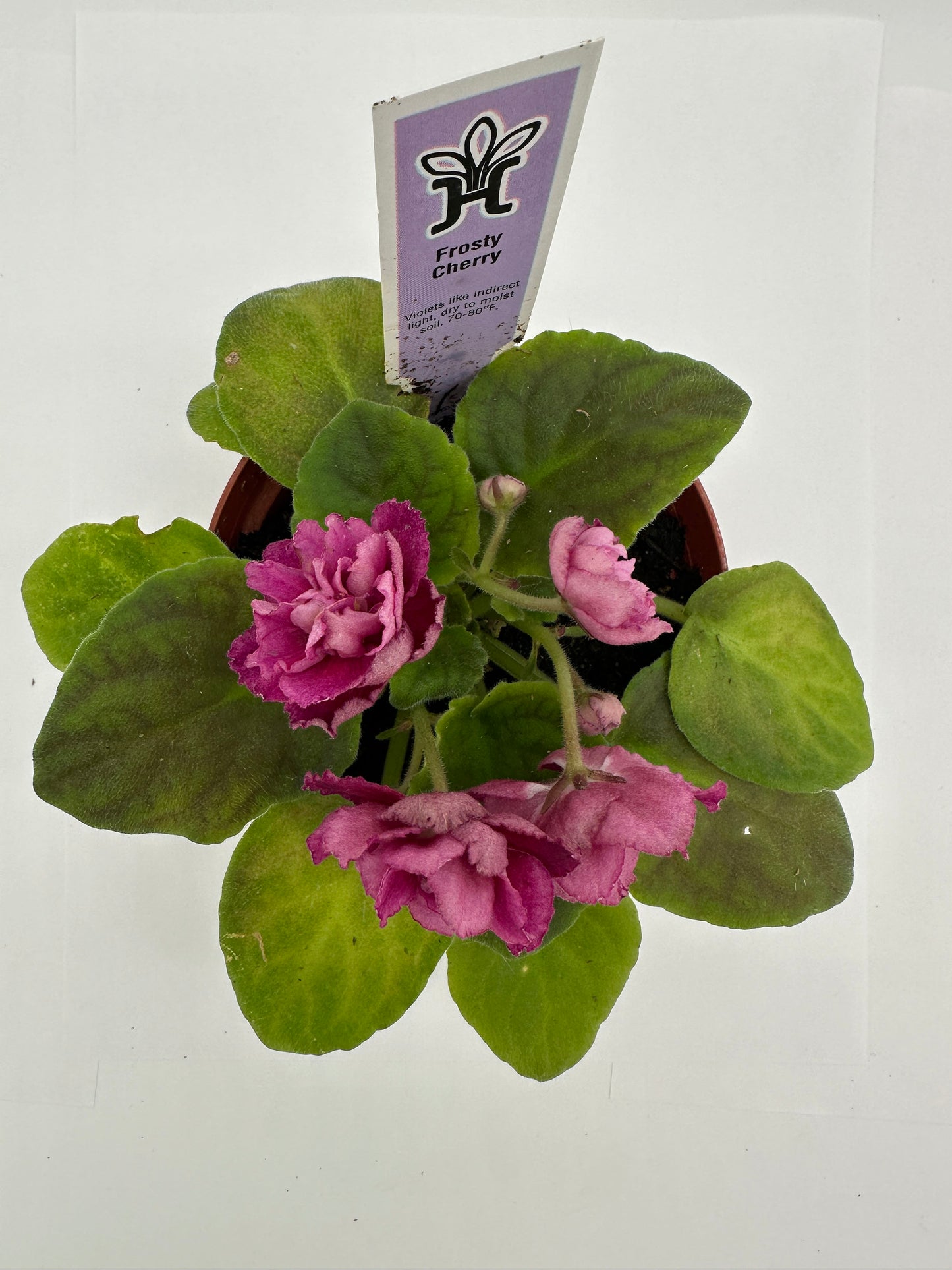 Frosty Cherry - Live African Violet 4"