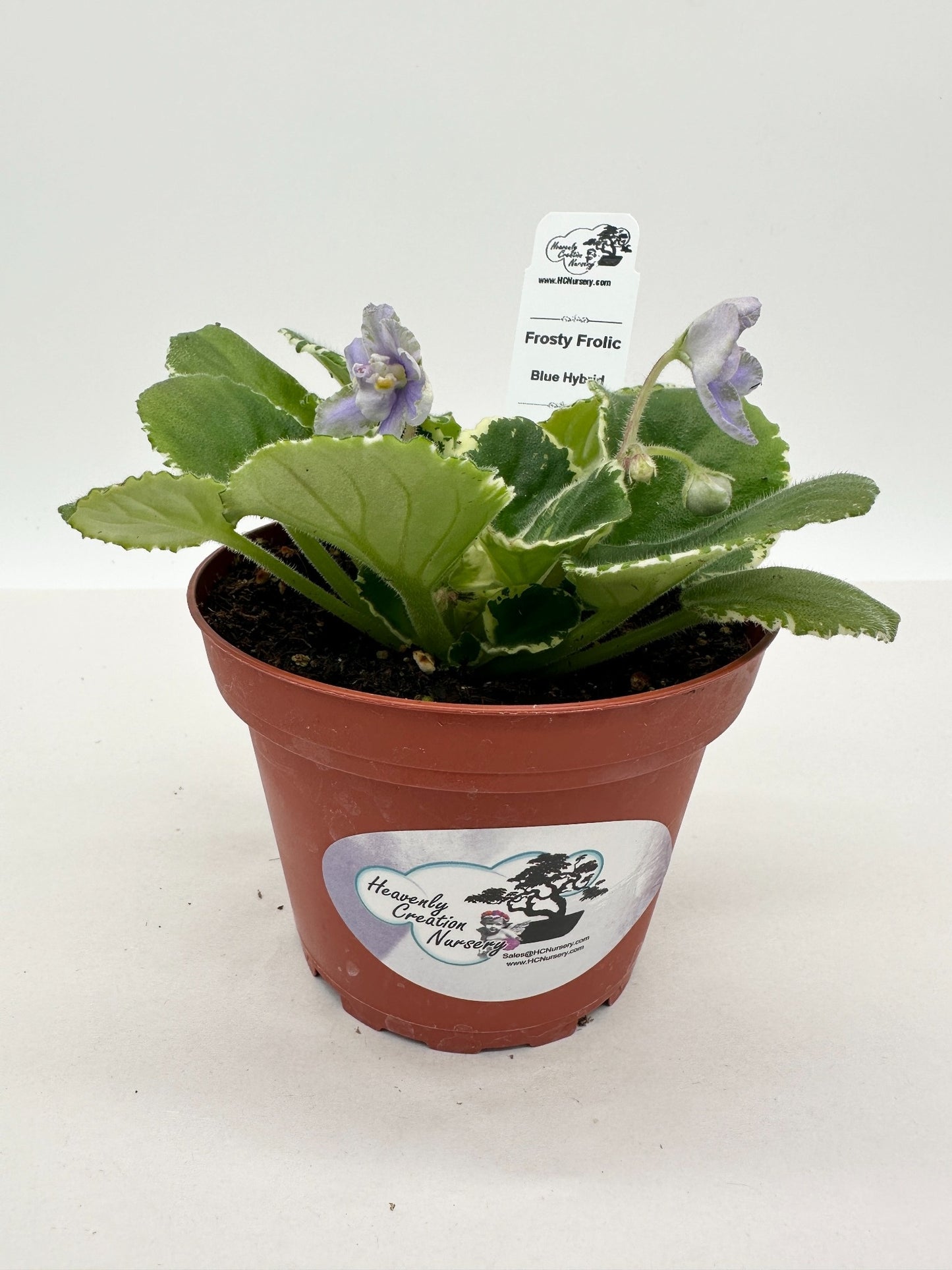 Frosty Frolic - Blue Hybrid - Live African Violet 4"