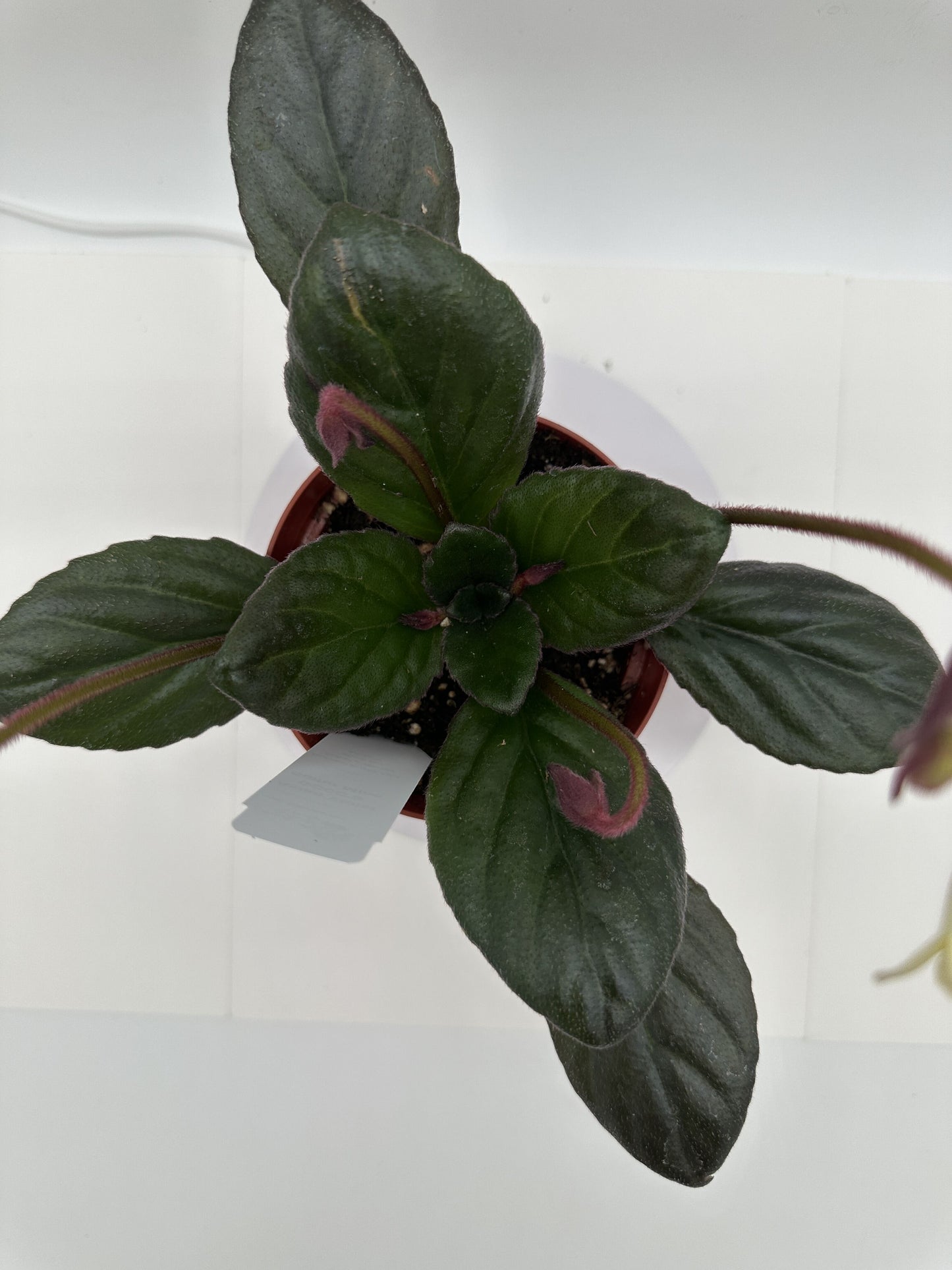 GCCC'S Sulfur Mine Asian Violet (Primulina) - Live Plant 4"