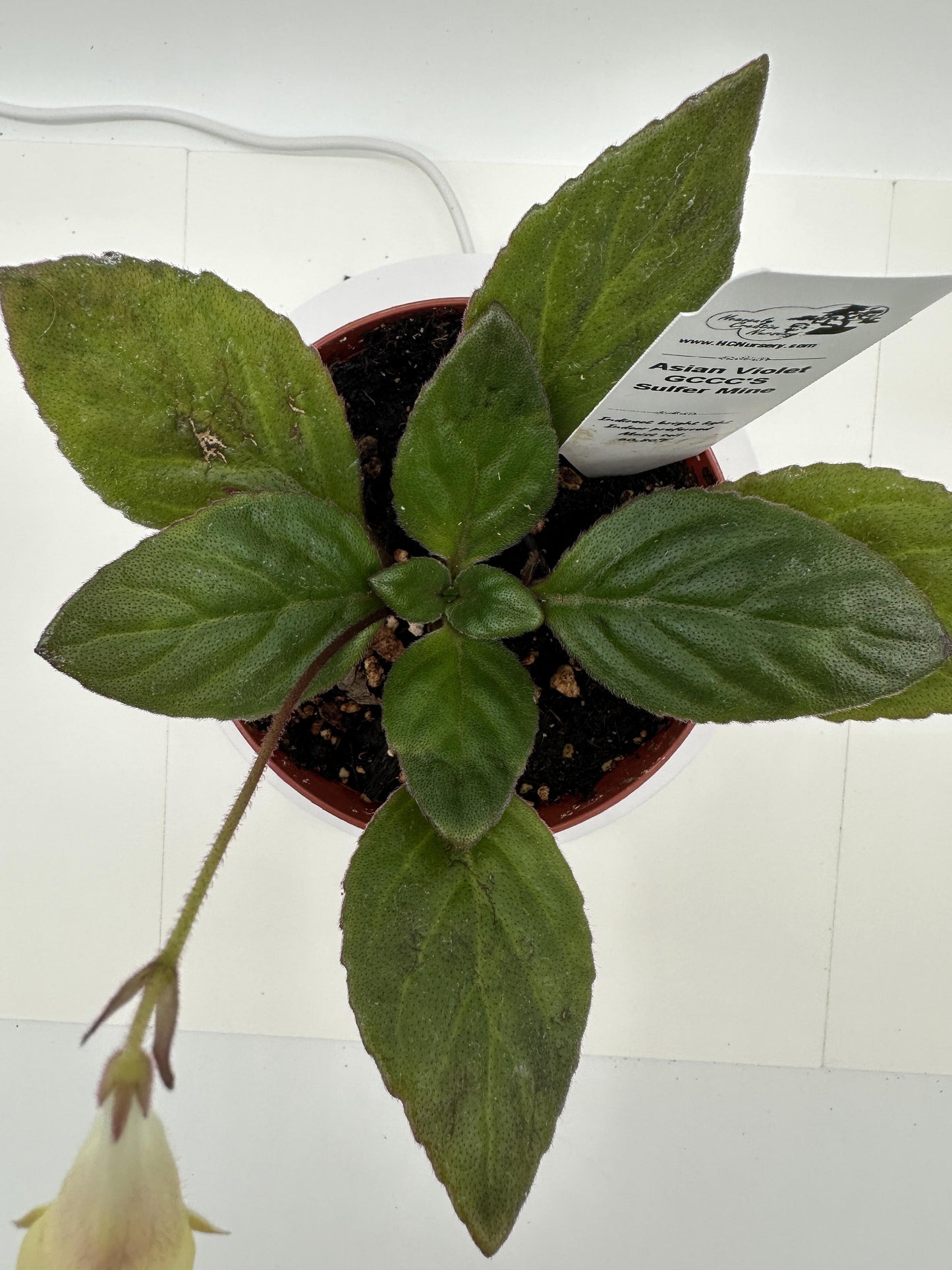GCCC'S Sulfer Mine Asian Violet (Primulina) - Live Plant 4"