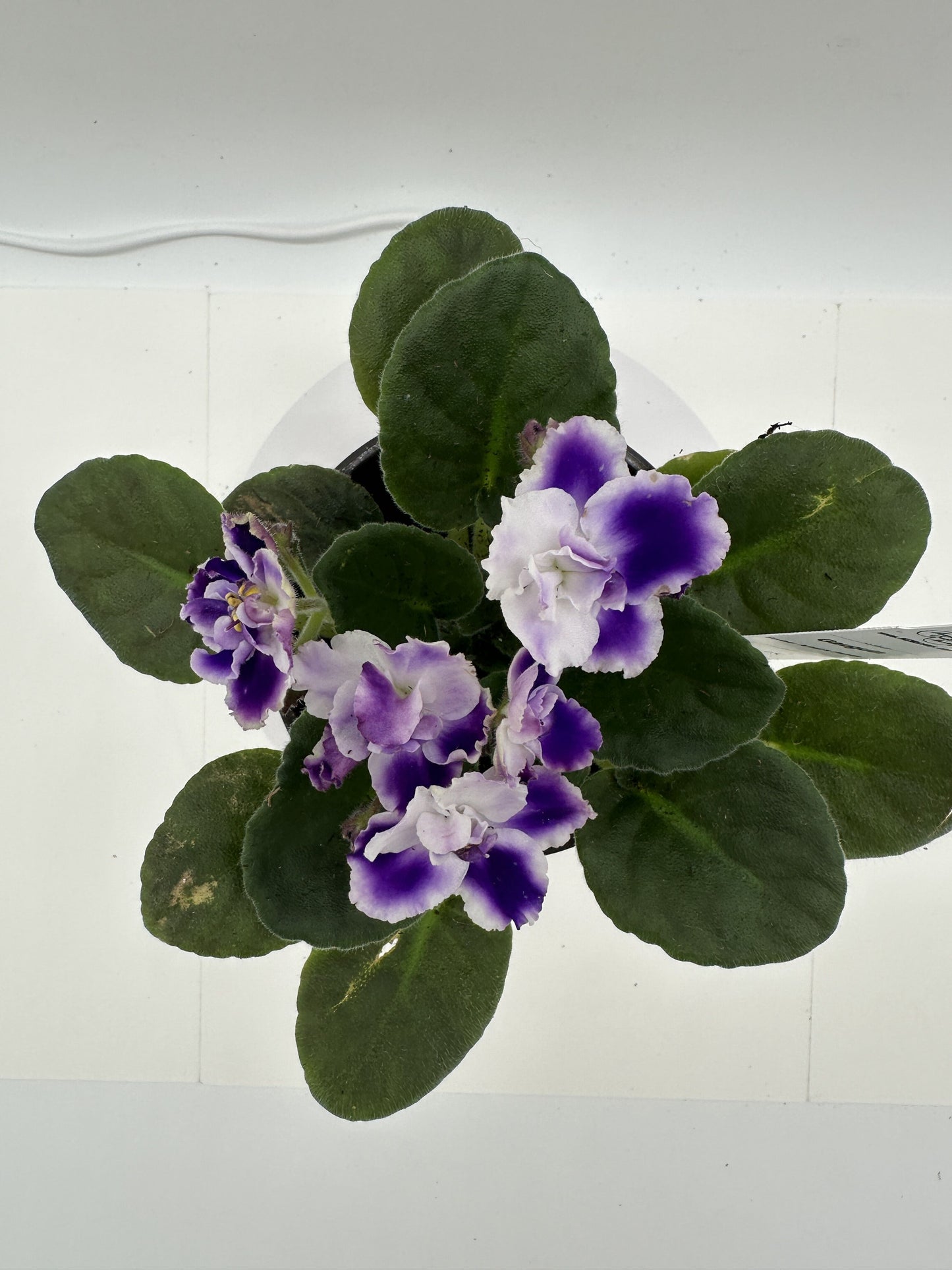 Gauguin - Live African Violet 4" - Series: Artist's Palette