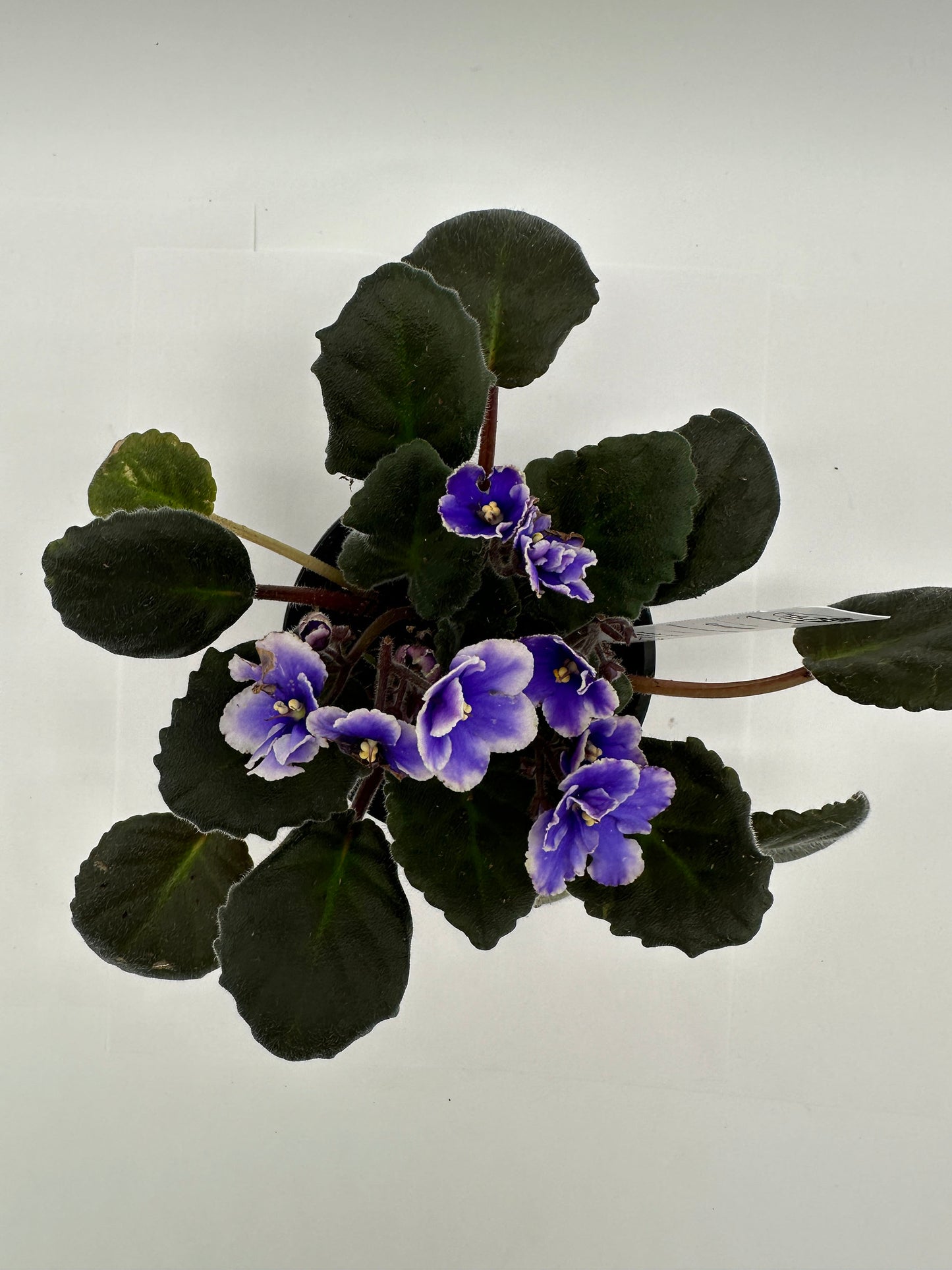 Gauguin - Live African Violet 4" - Series: Artist's Palette