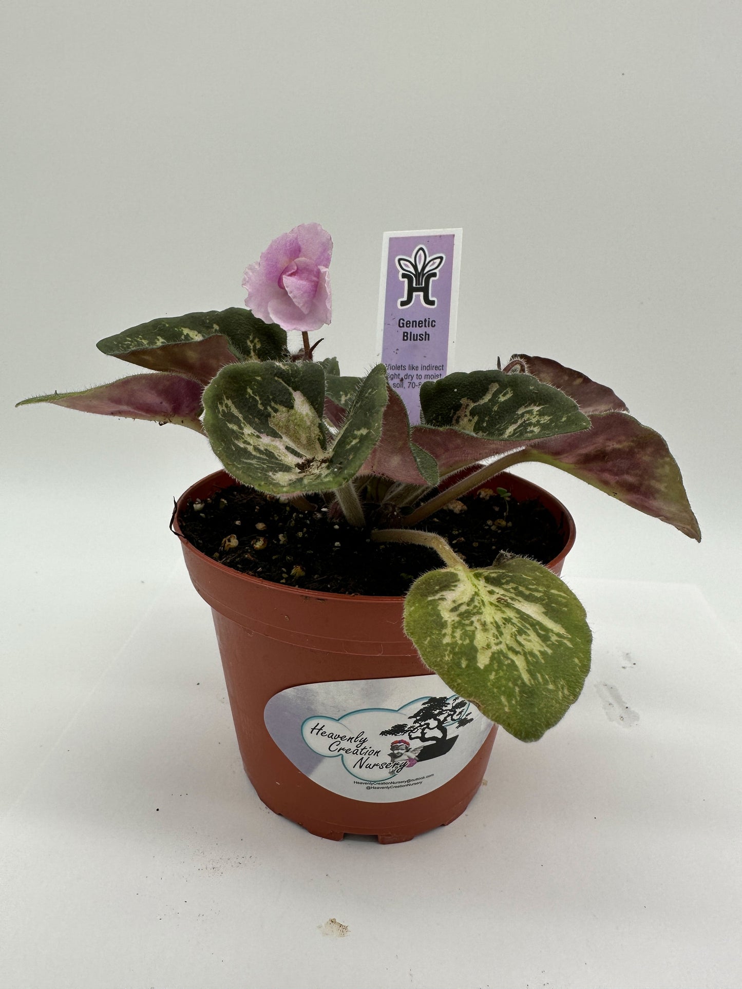 Genetic Blush - Live African Violet 4"