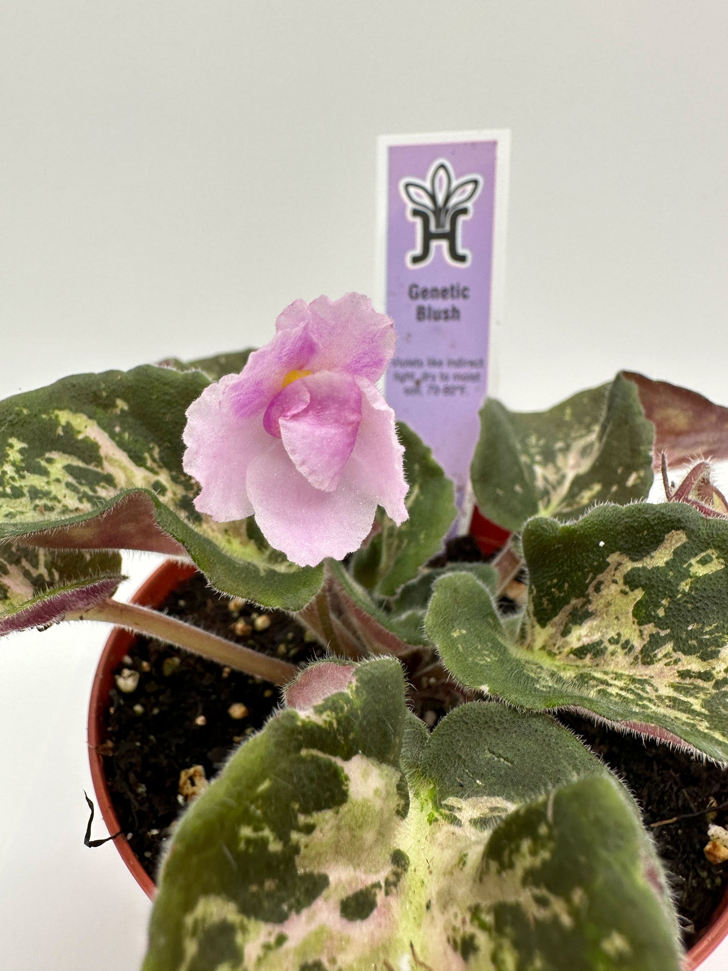 Genetic Blush - Live African Violet 4"