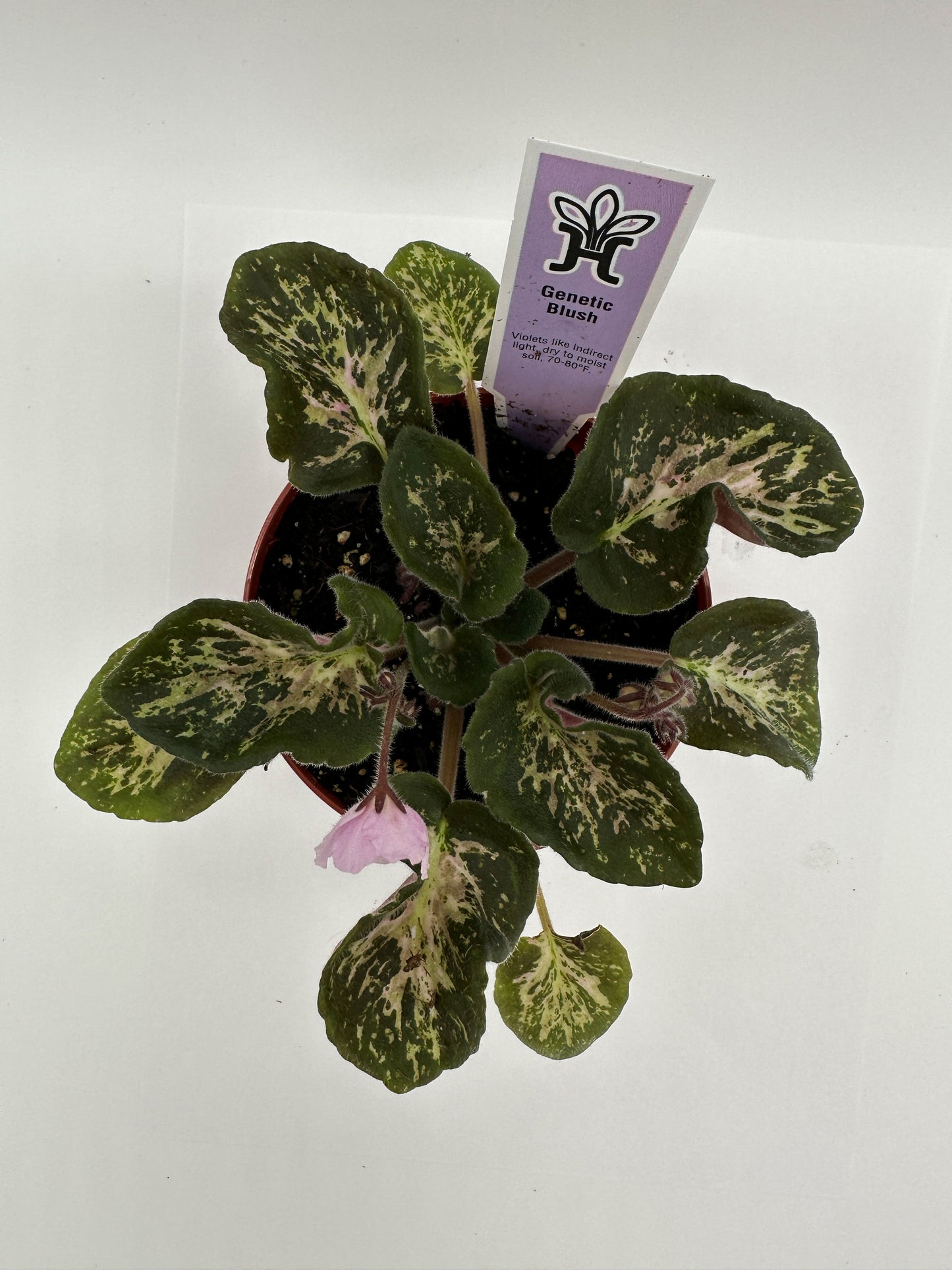 Genetic Blush - Live African Violet 4"