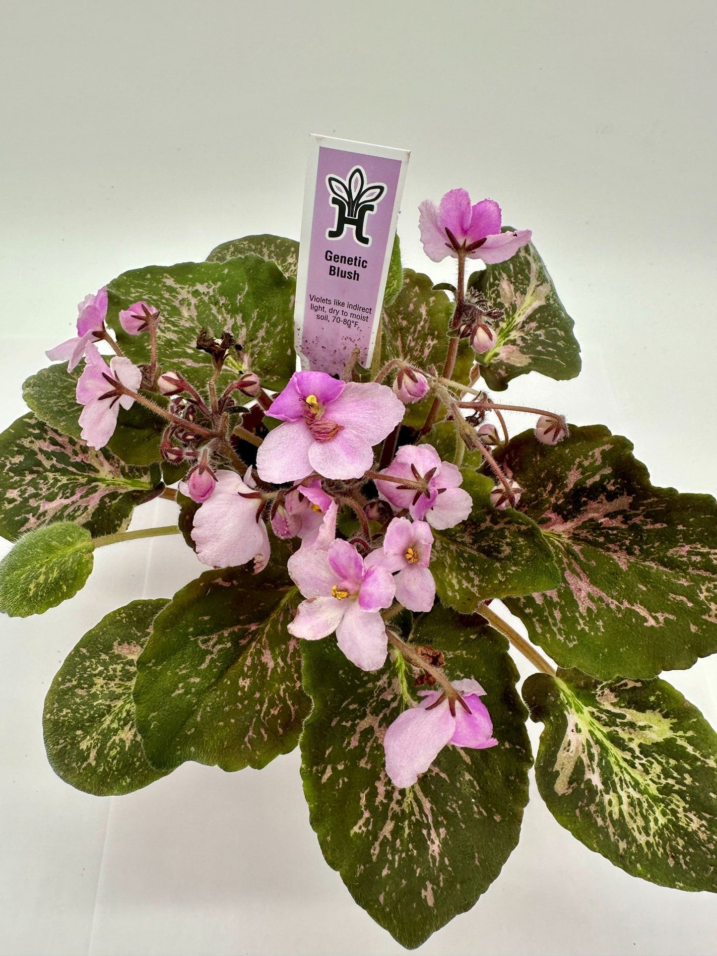 Genetic Blush - Live African Violet 4"