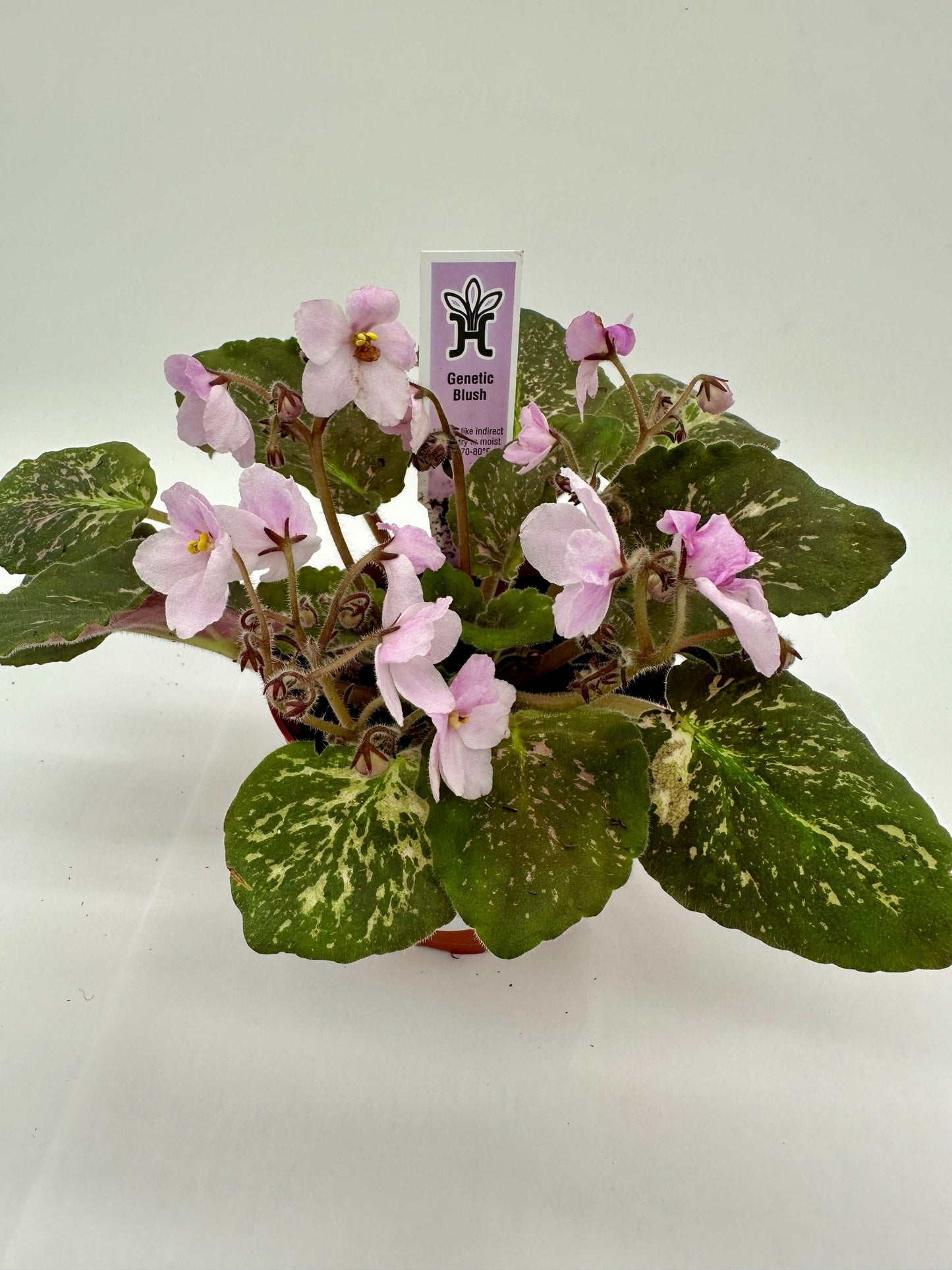Genetic Blush - Live African Violet 4"