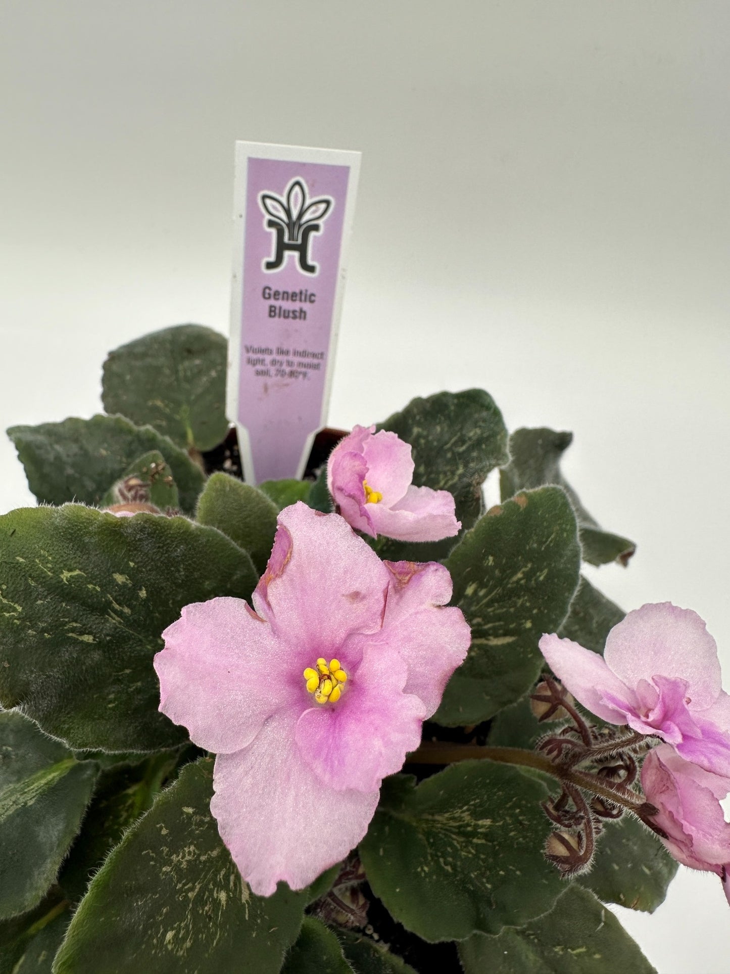 Genetic Blush - Live African Violet 6"