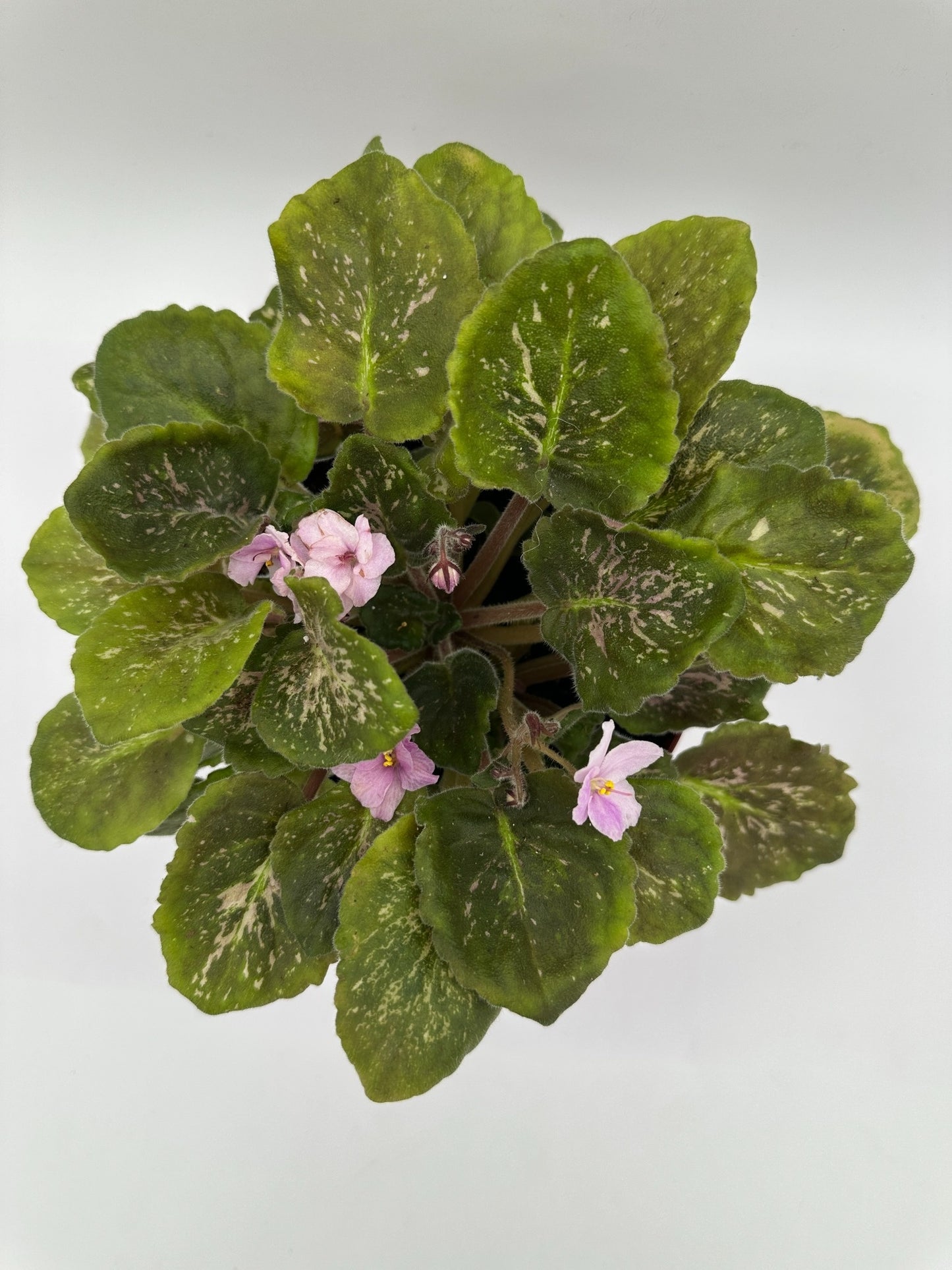 Genetic Blush - Live African Violet 6"