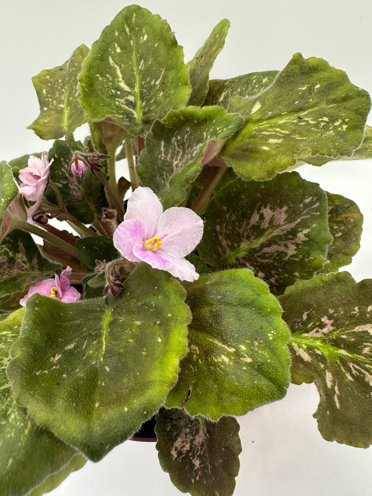 Genetic Blush - Live African Violet 6"