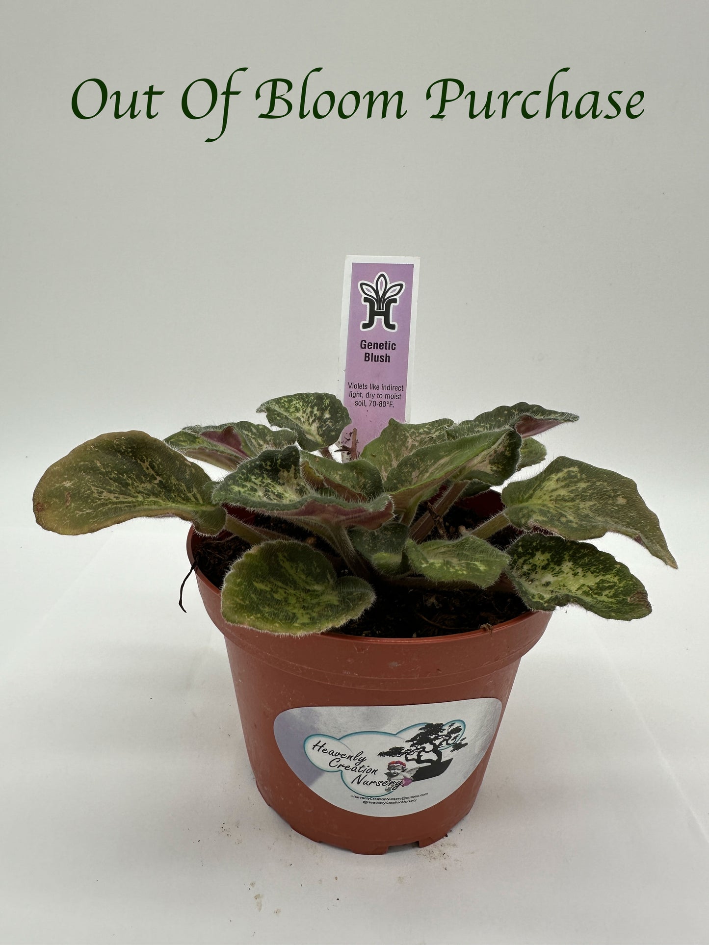 Genetic Blush - Live African Violet 4"