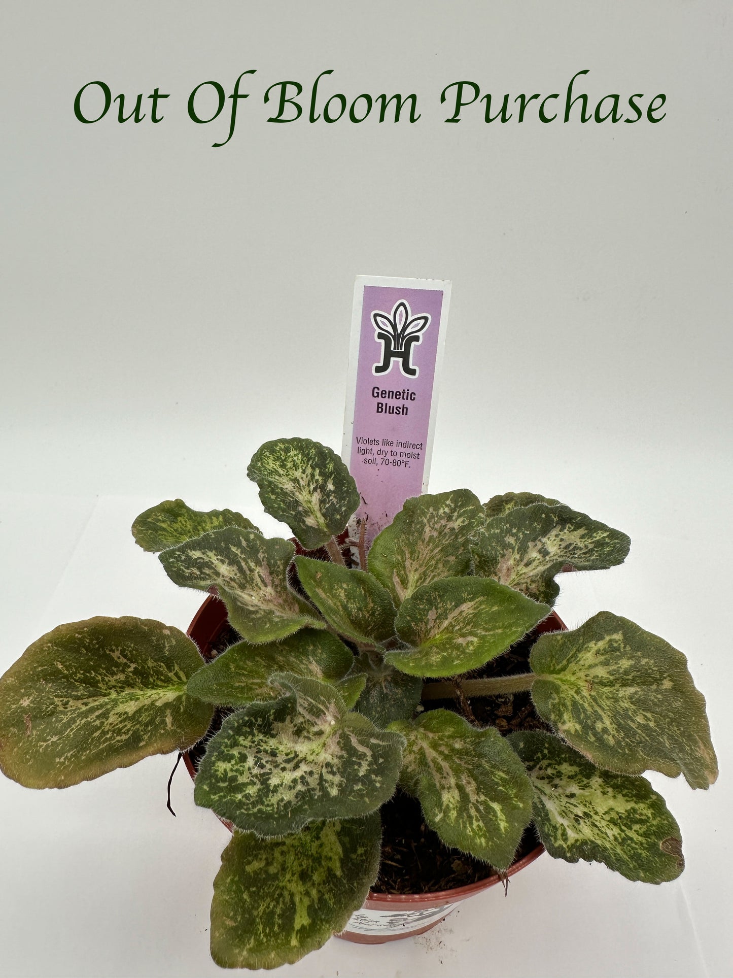 Genetic Blush - Live African Violet 4"