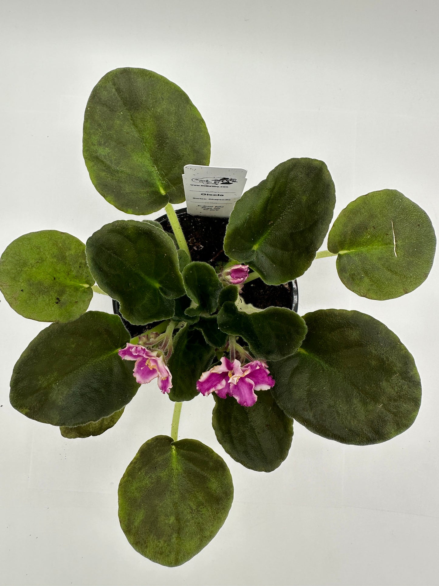 Gisela - Live African Violet 4" - Series: Rhapsodie
