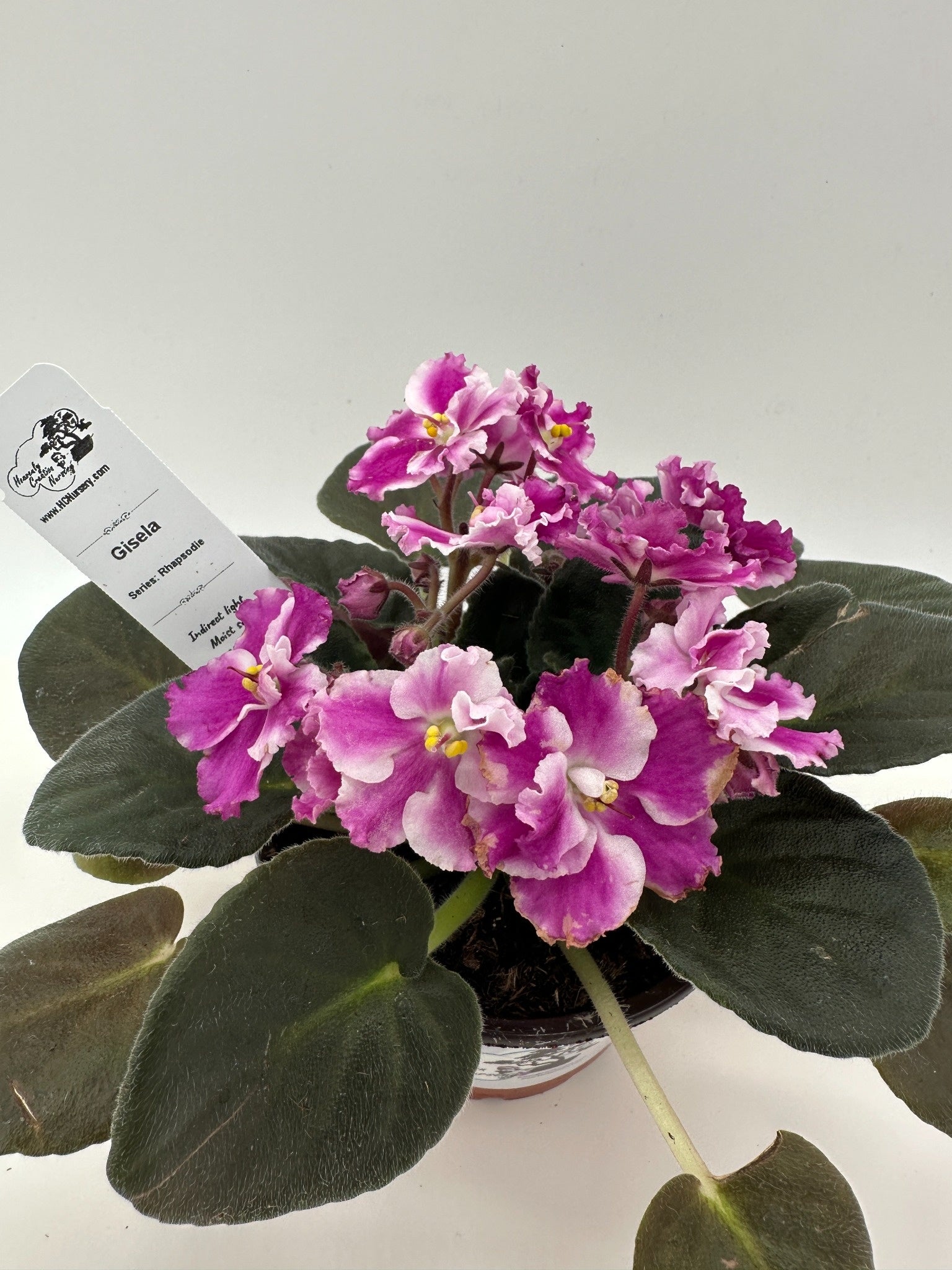 Gisela - Live African Violet 4