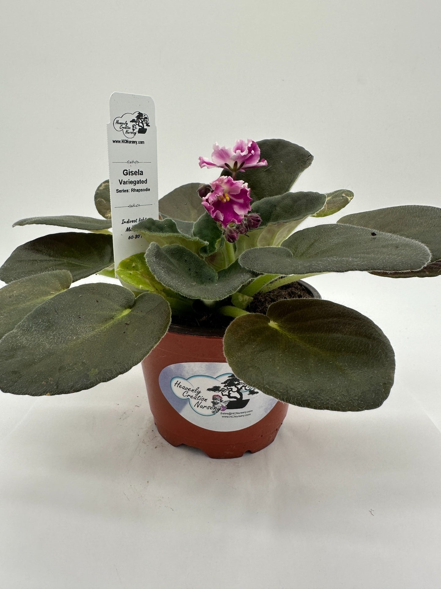 Gisela - Variegated - Live African Violet 4" - Series: Rhapsodie
