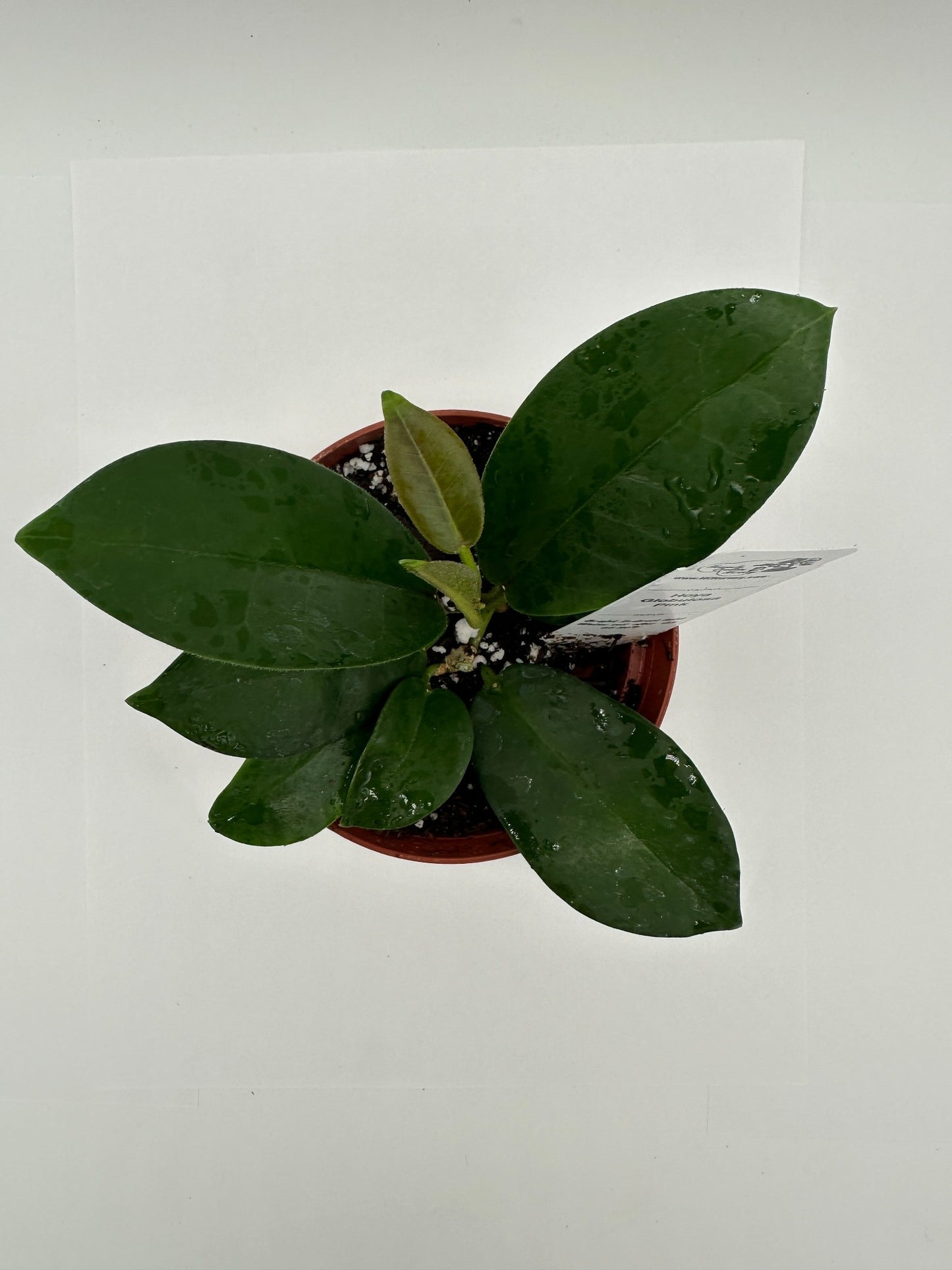 Globulosa - Pink Bloom - Live Hoya 4"