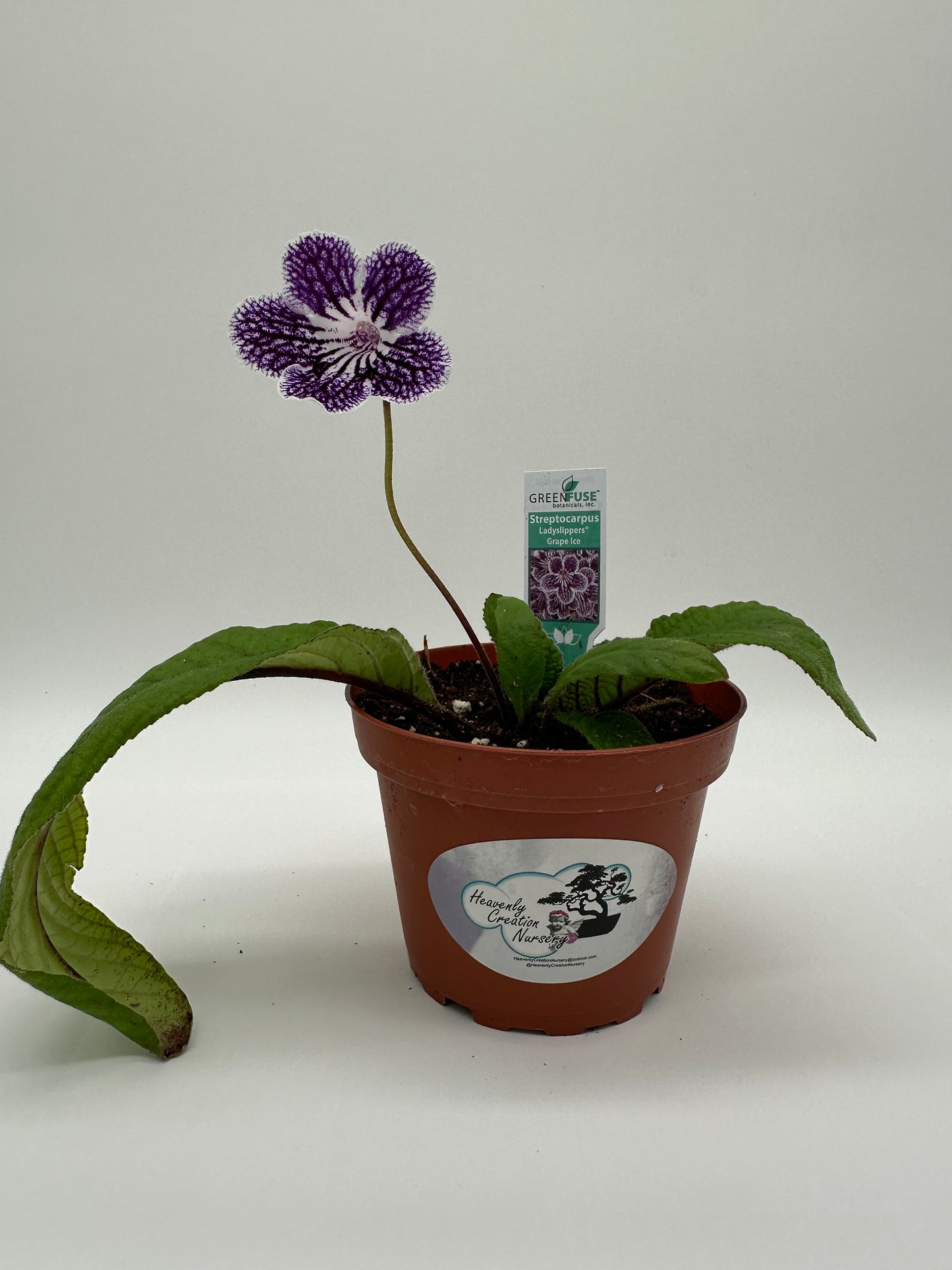 Grape Ice Streptocarpus Ladyslipper (Cape Primrose) Live Plant in 4" nursery pot