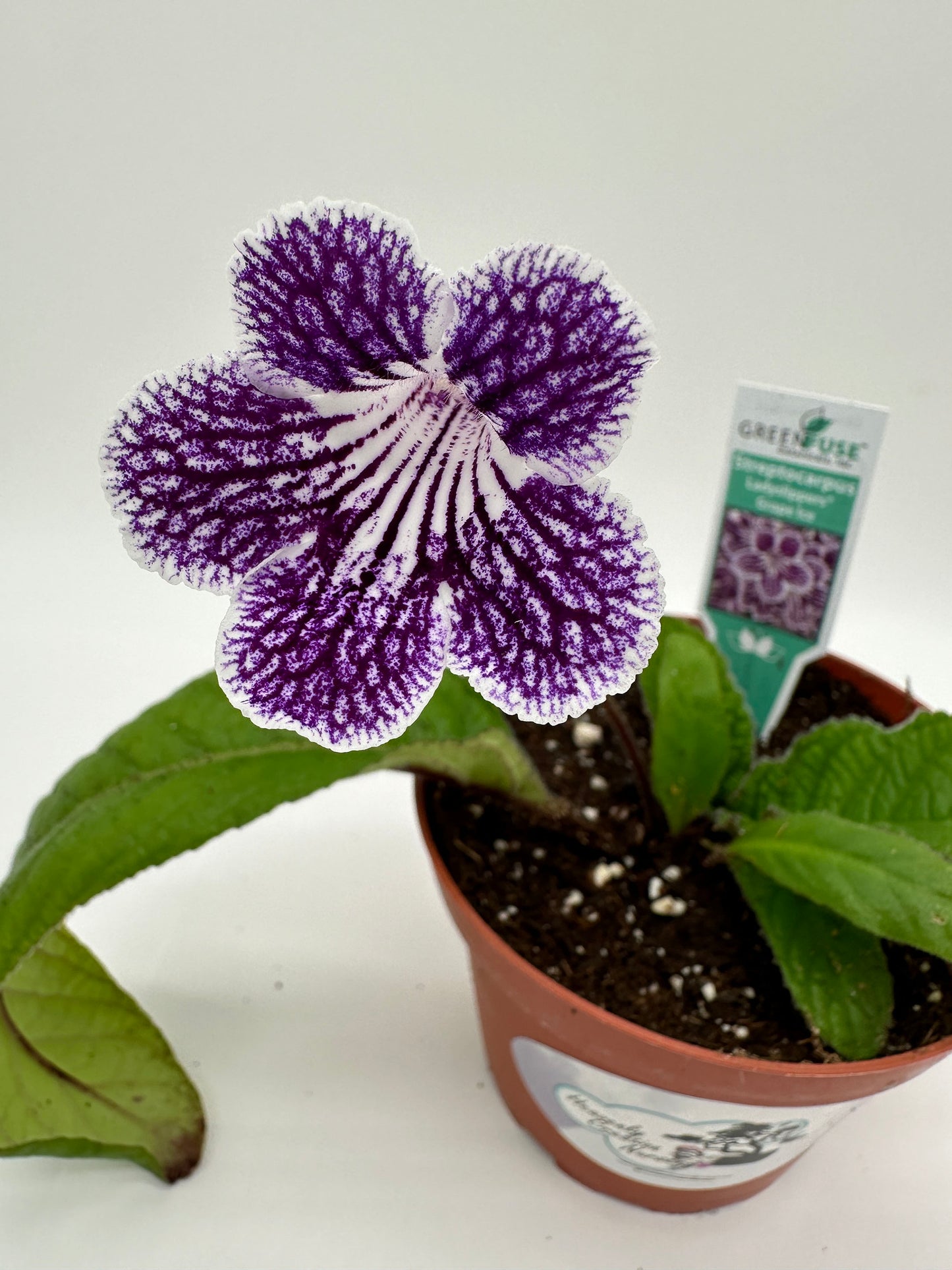 Grape Ice Streptocarpus Ladyslipper (Cape Primrose) Live Plant in 4" nursery pot