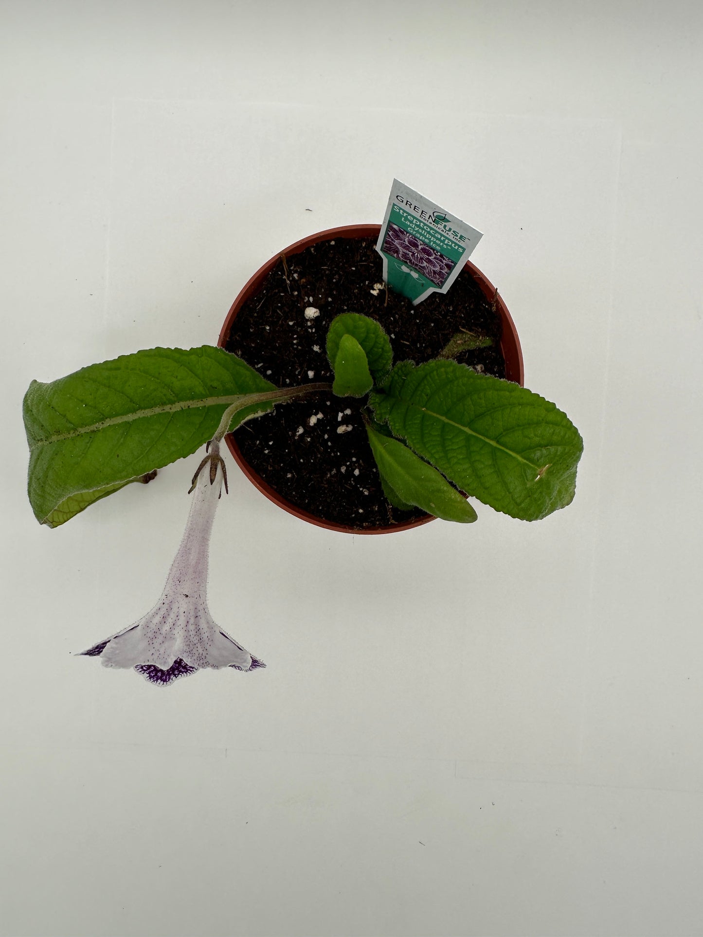 Grape Ice Streptocarpus Ladyslipper (Cape Primrose) Live Plant in 4" nursery pot