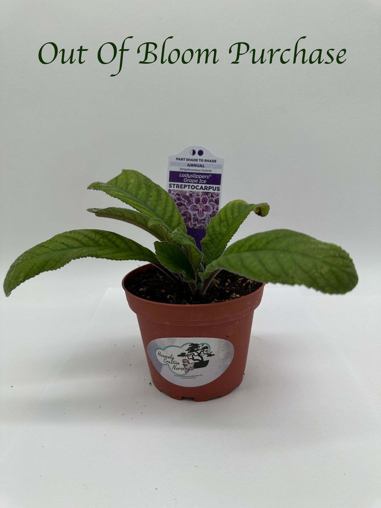 Grape Ice Streptocarpus Ladyslipper (Cape Primrose) Live Plant in 4" nursery pot