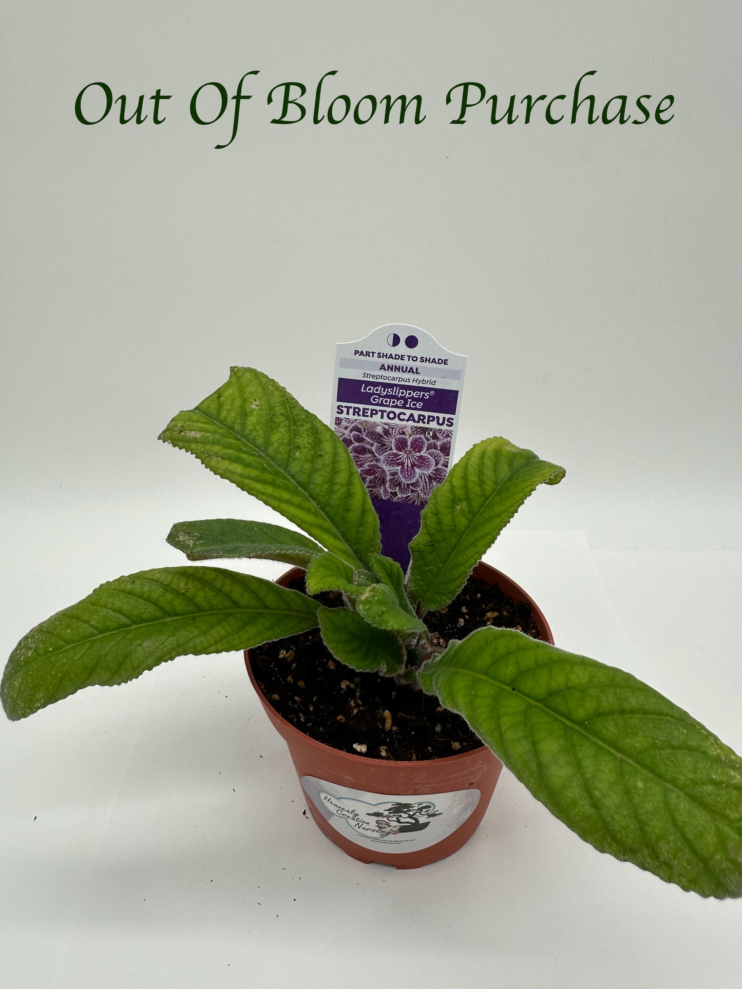 Grape Ice Streptocarpus Ladyslipper (Cape Primrose) Live Plant in 4" nursery pot