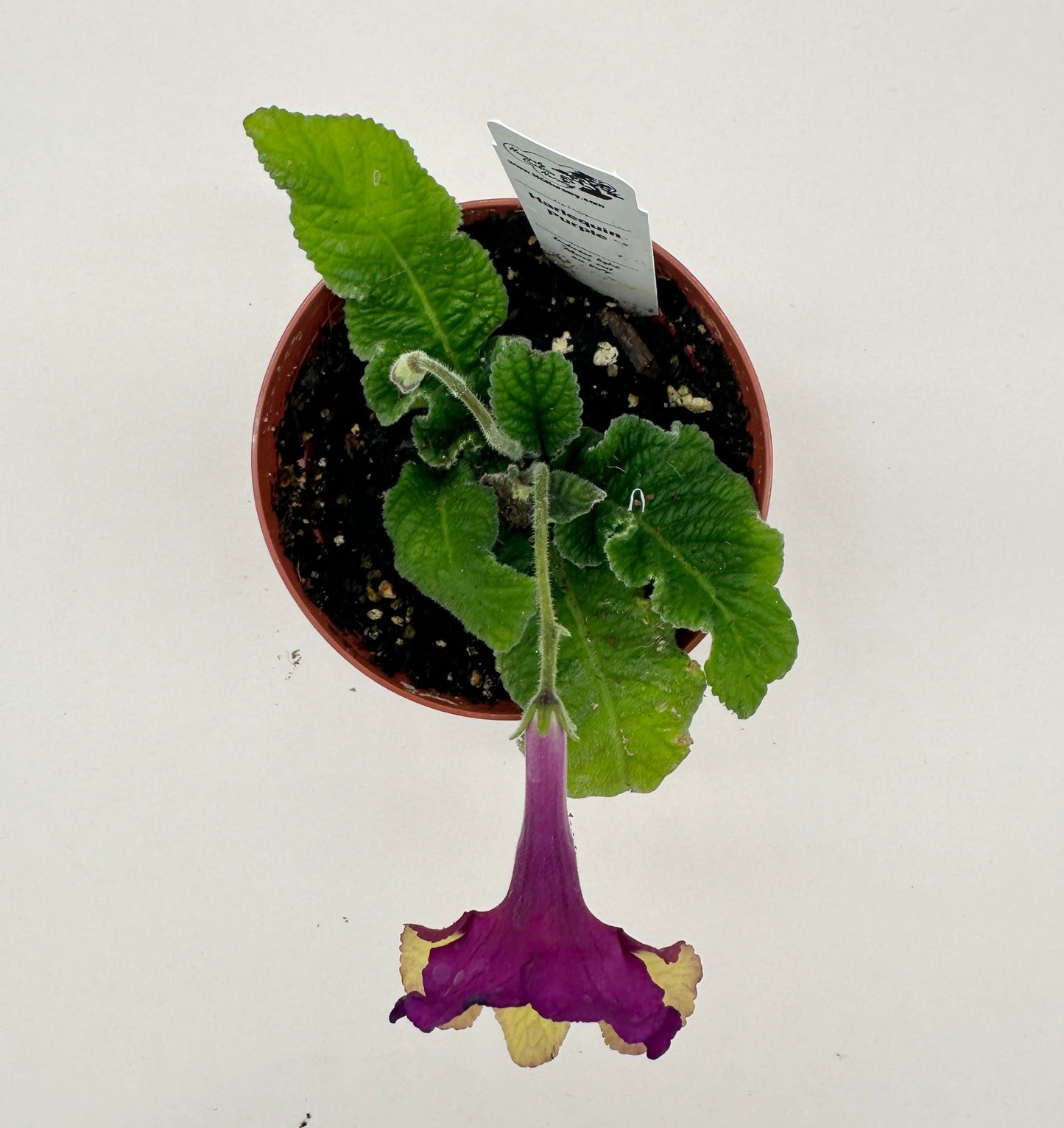 Harlequin Purple Streptocarpus (Cape Primrose) Live Plant in 4" nursery pot