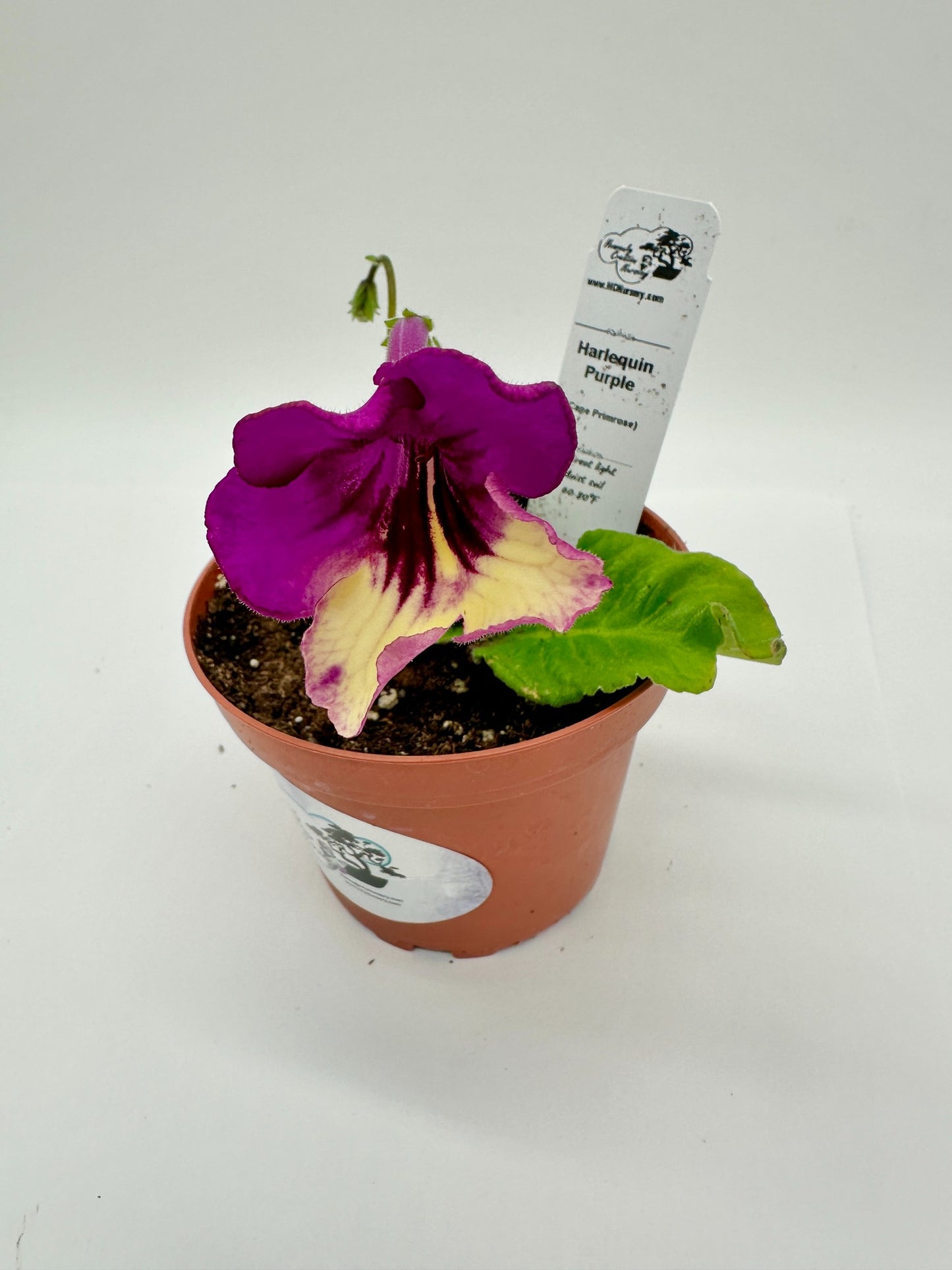 Harlequin Purple Streptocarpus (Cape Primrose) Live Plant in 4" nursery pot