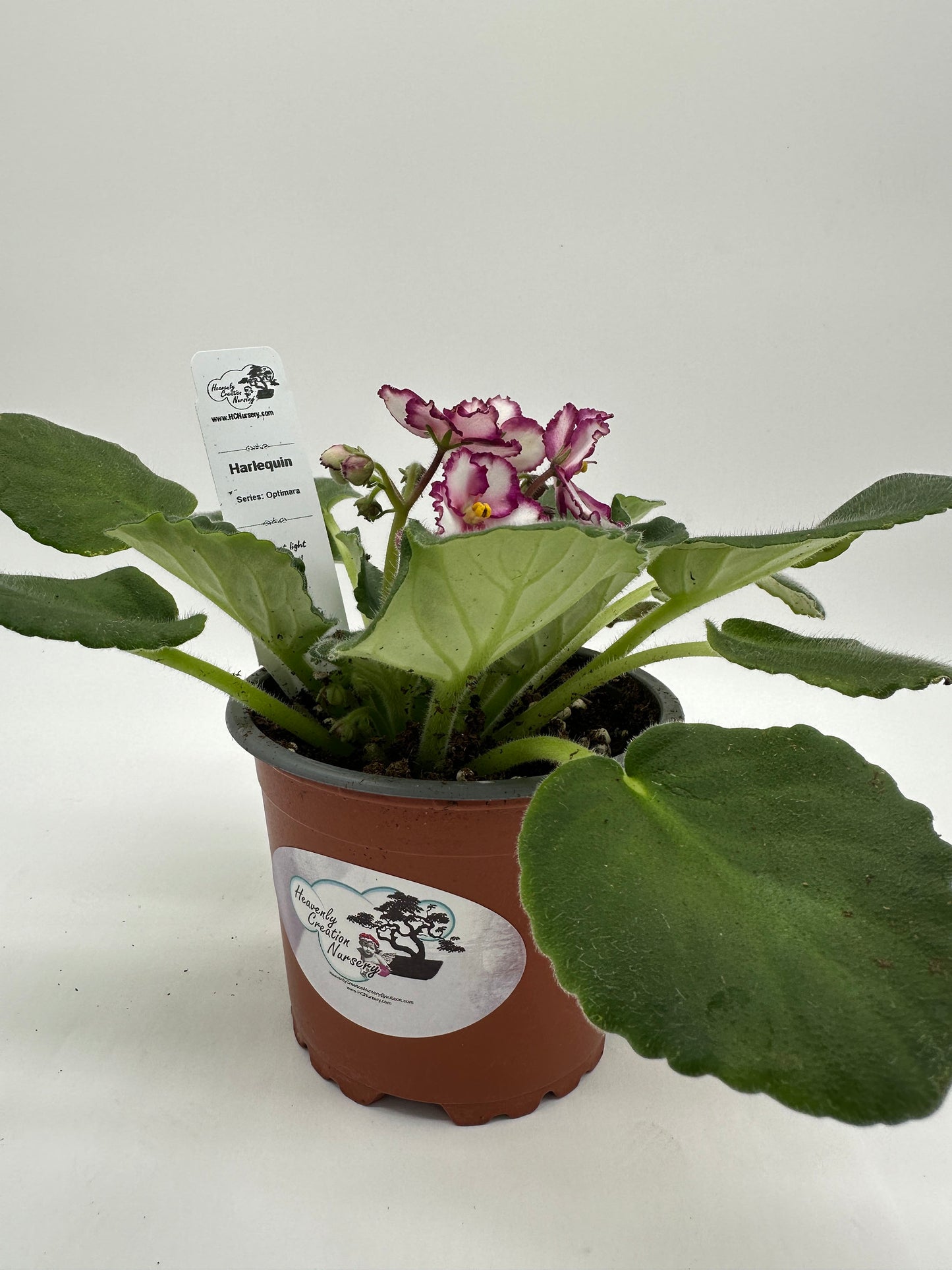Harlequin - Live African Violet 4" - Series: Optimara