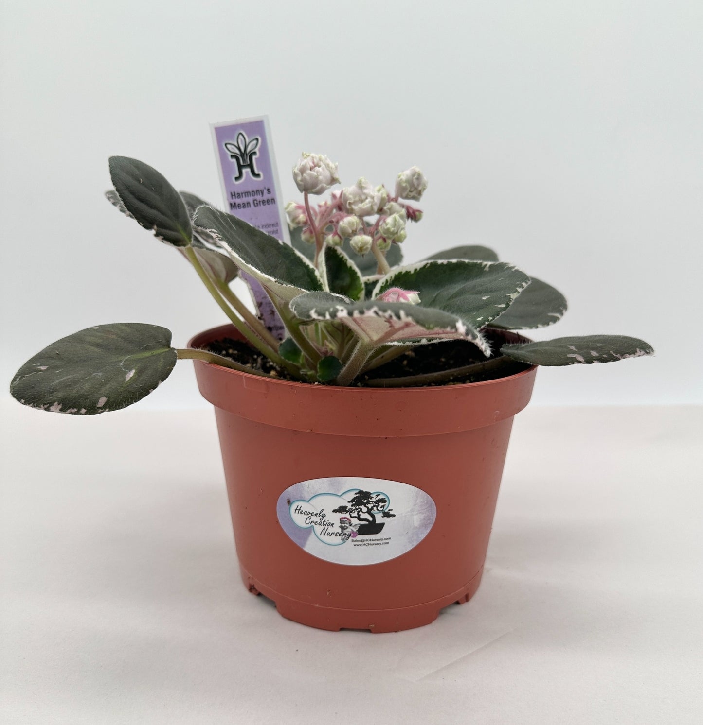 Harmony's Mean Green - Live African Violet 6"