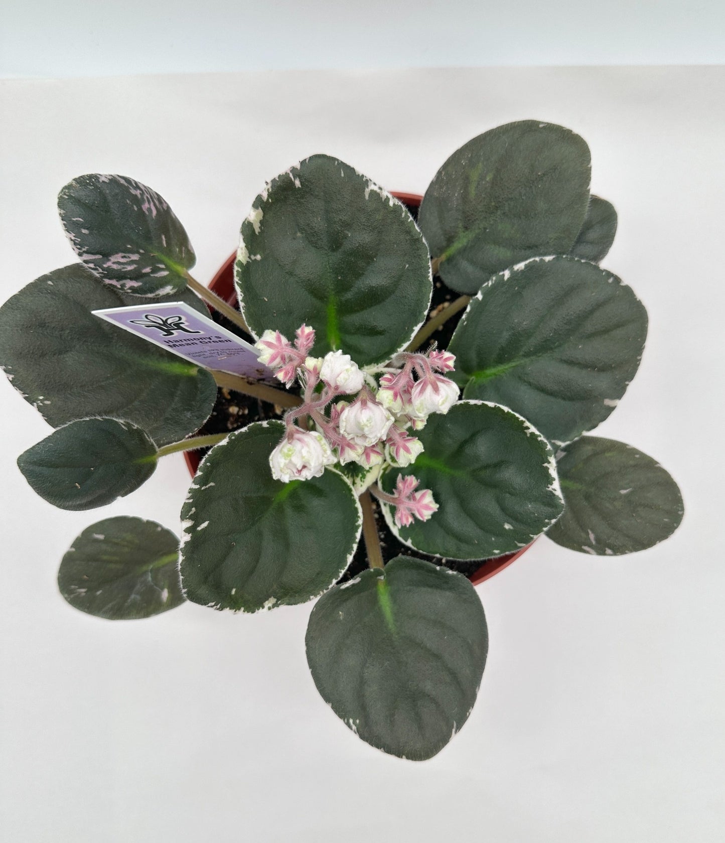 Harmony's Mean Green - Live African Violet 6"