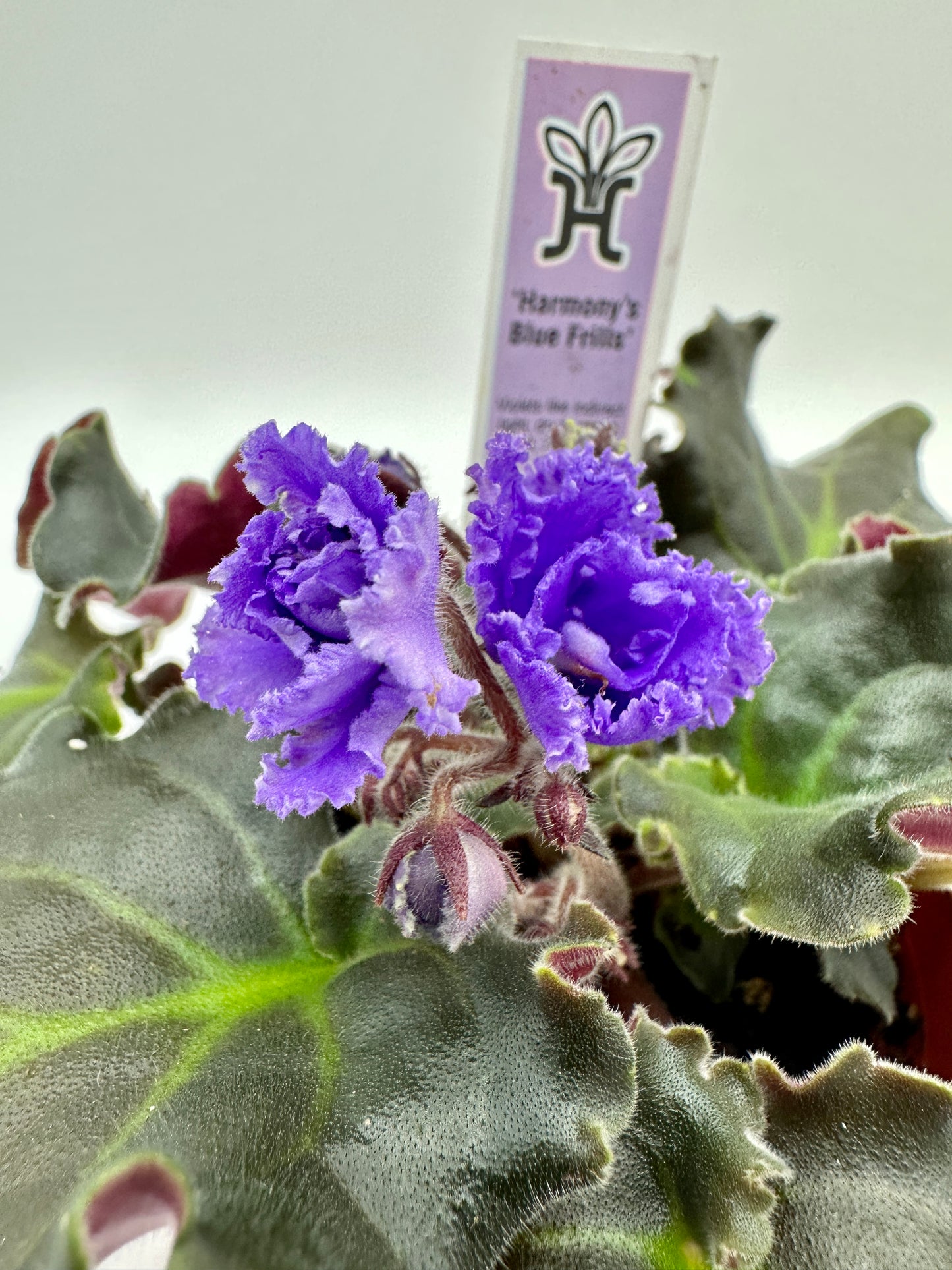 Harmony's Blue Frills - Live African Violet 4"