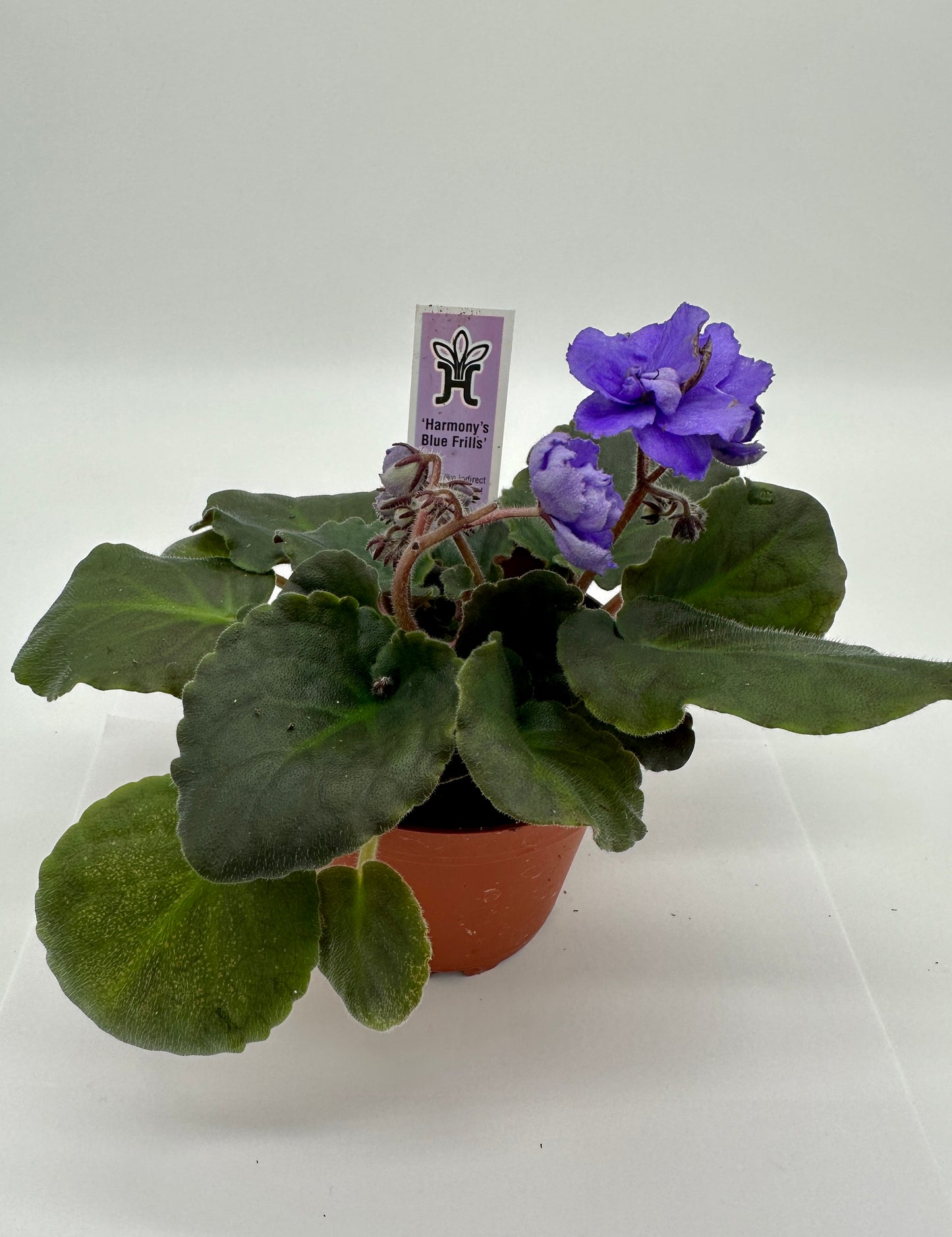 Harmony's Blue Frills - Live African Violet 4"