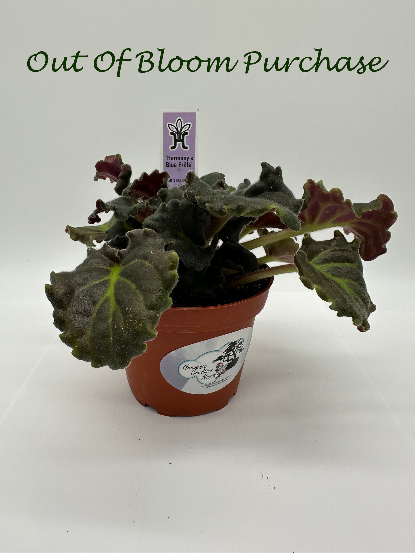 Harmony's Blue Frills - Live African Violet 4"