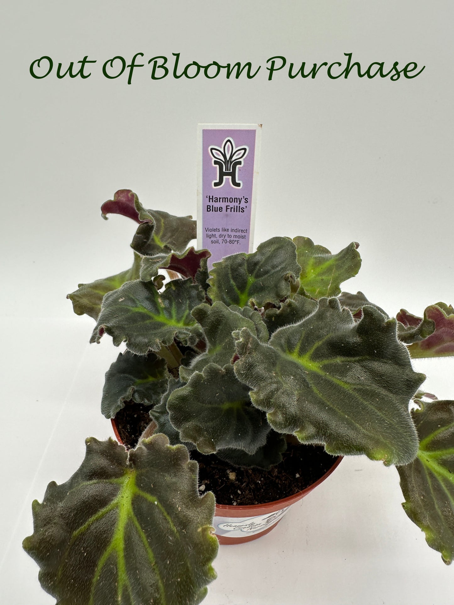 Harmony's Blue Frills - Live African Violet 4"