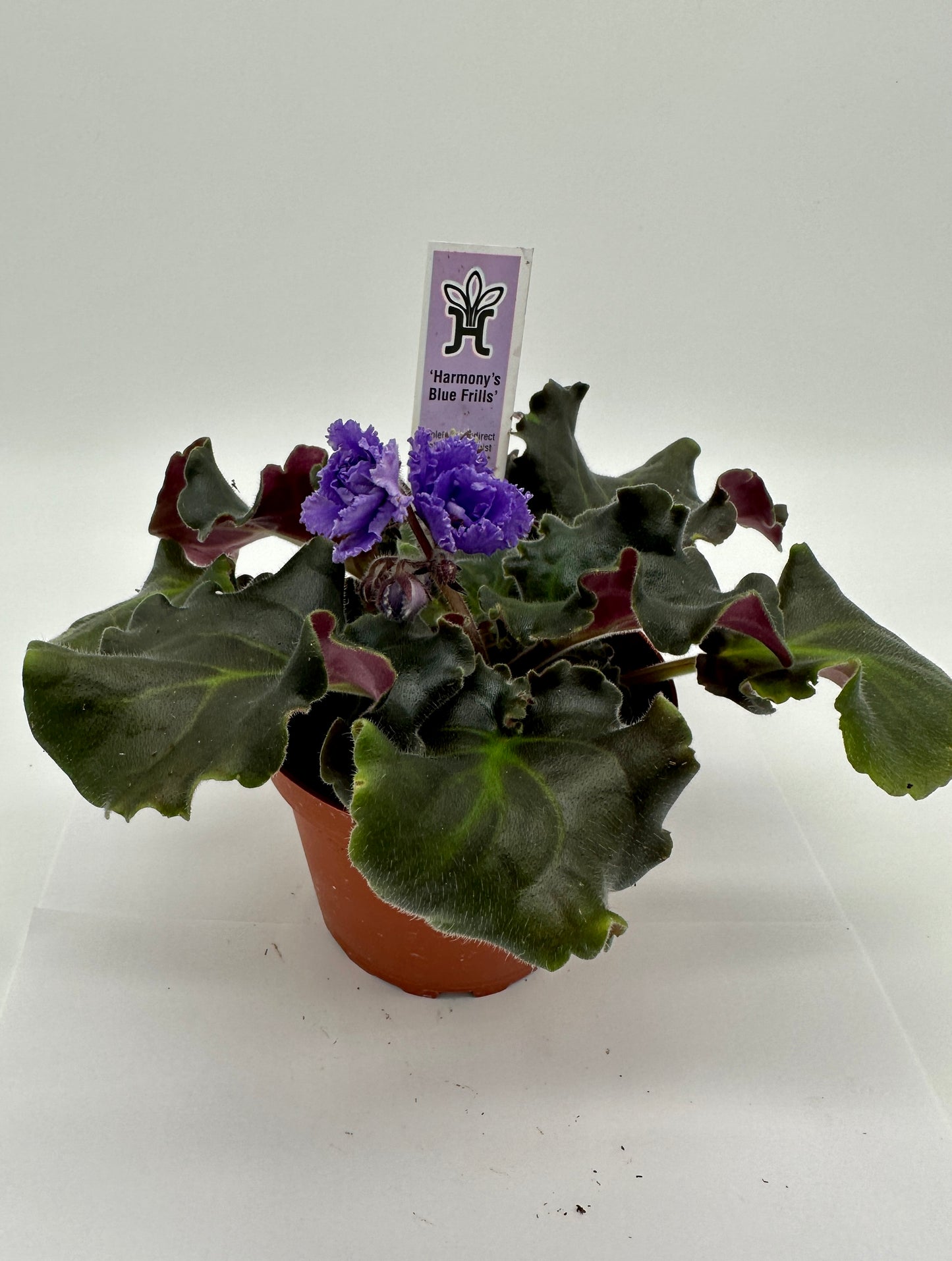 Harmony's Blue Frills - Live African Violet 4"