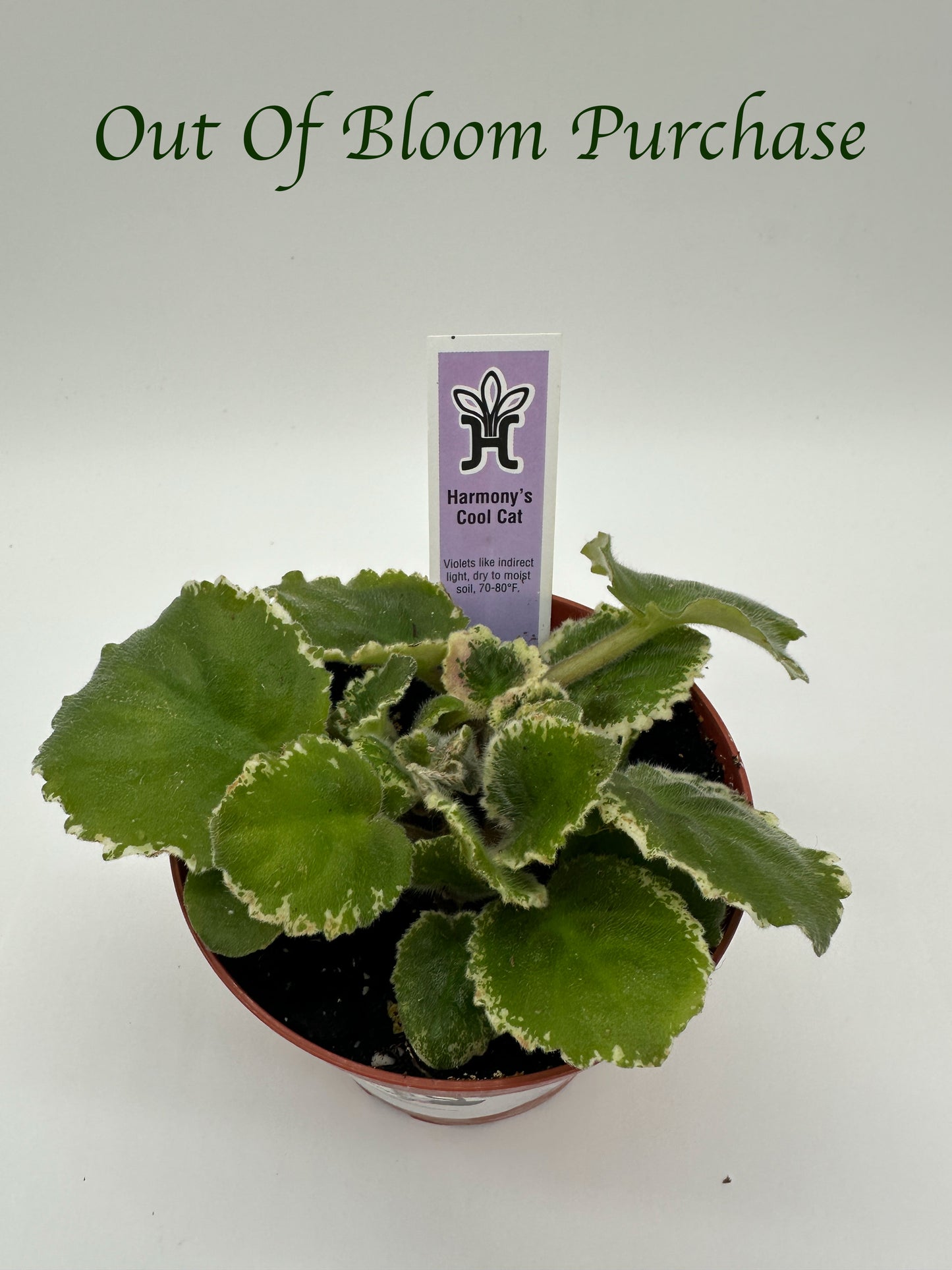 Harmony's Cool Cat - Live African Violet 4"